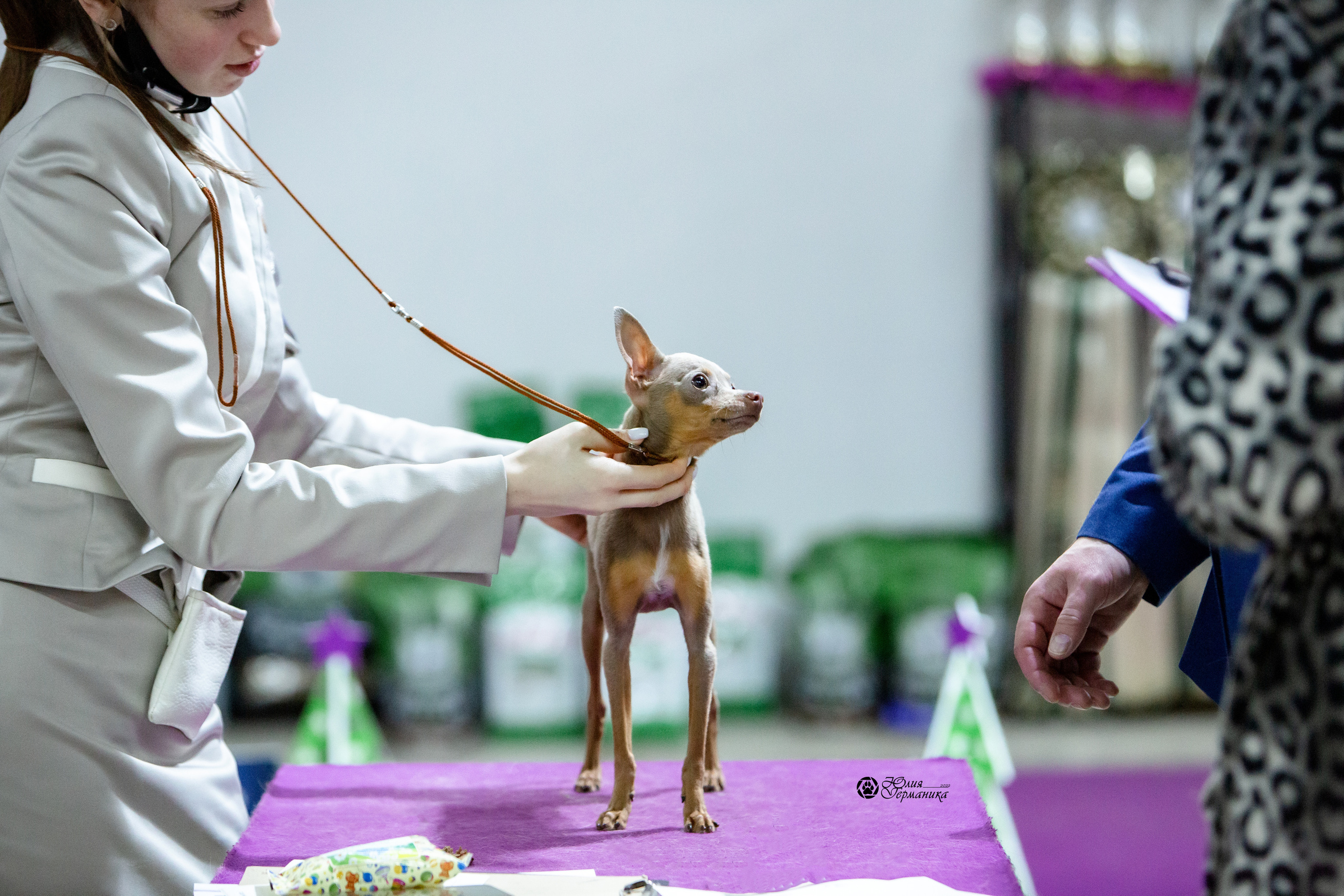 Чайна-Таун 8 января 2022. Фотограф-анималист Юлия Германика