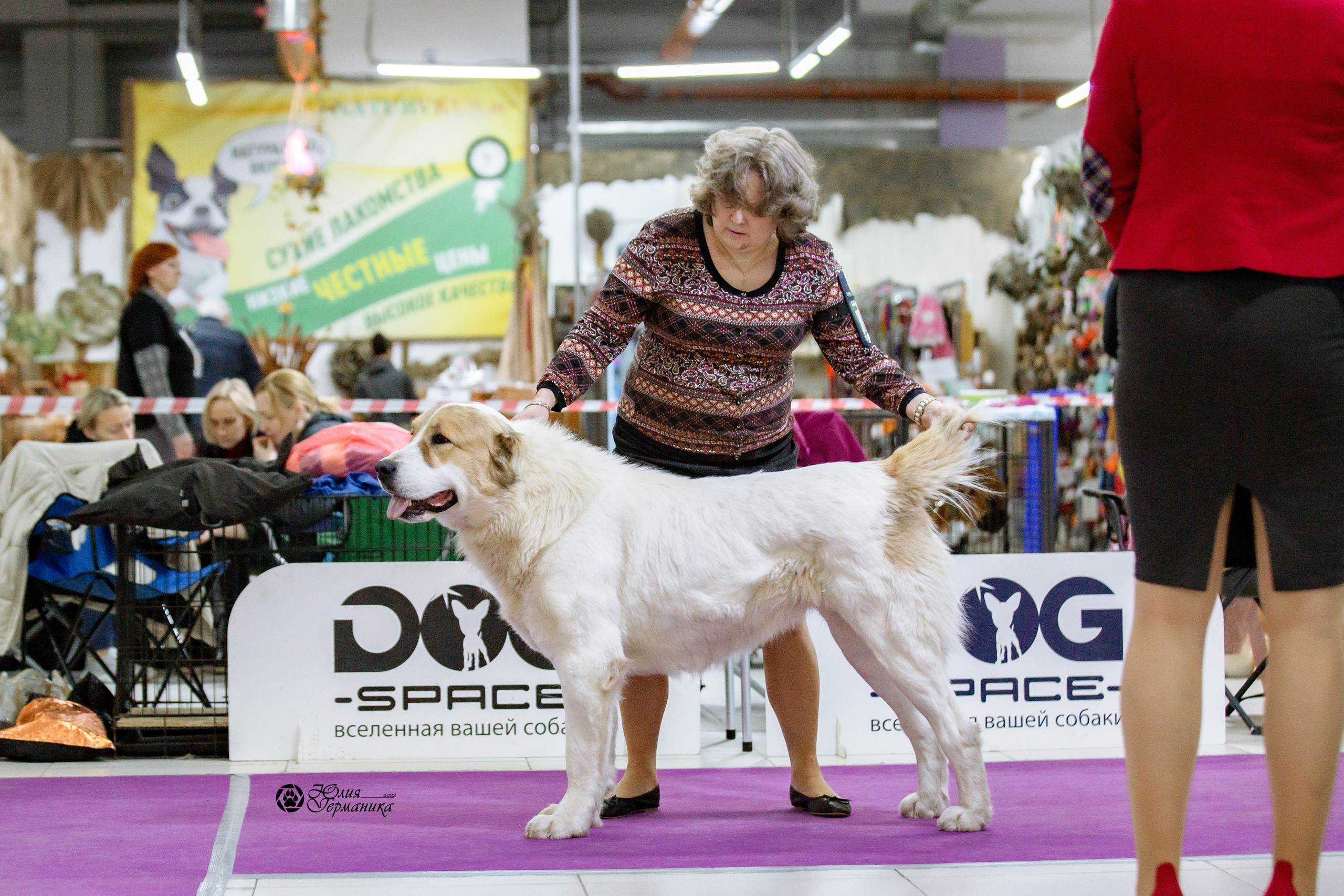 Чайна-Таун 13 и 20 марта 2022. Фотограф-анималист Юлия Германика