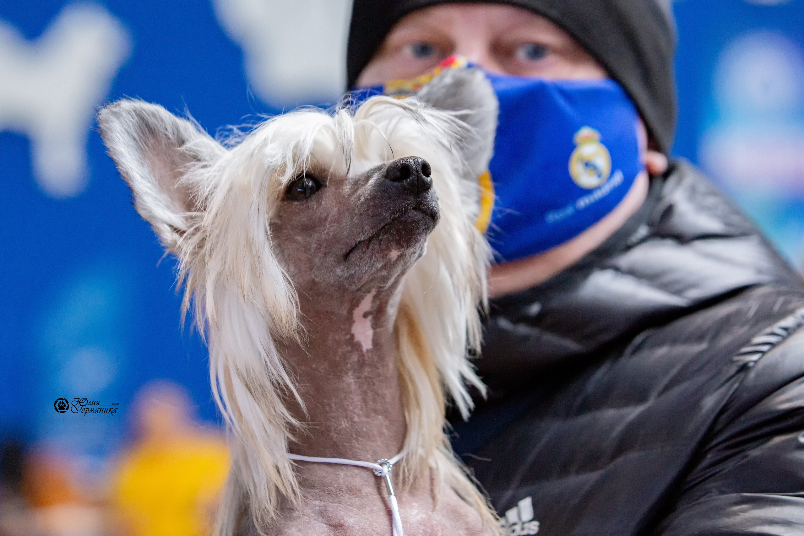Минск 2хCACIB 5-6 марта 2022. Фотограф-анималист Юлия Германика