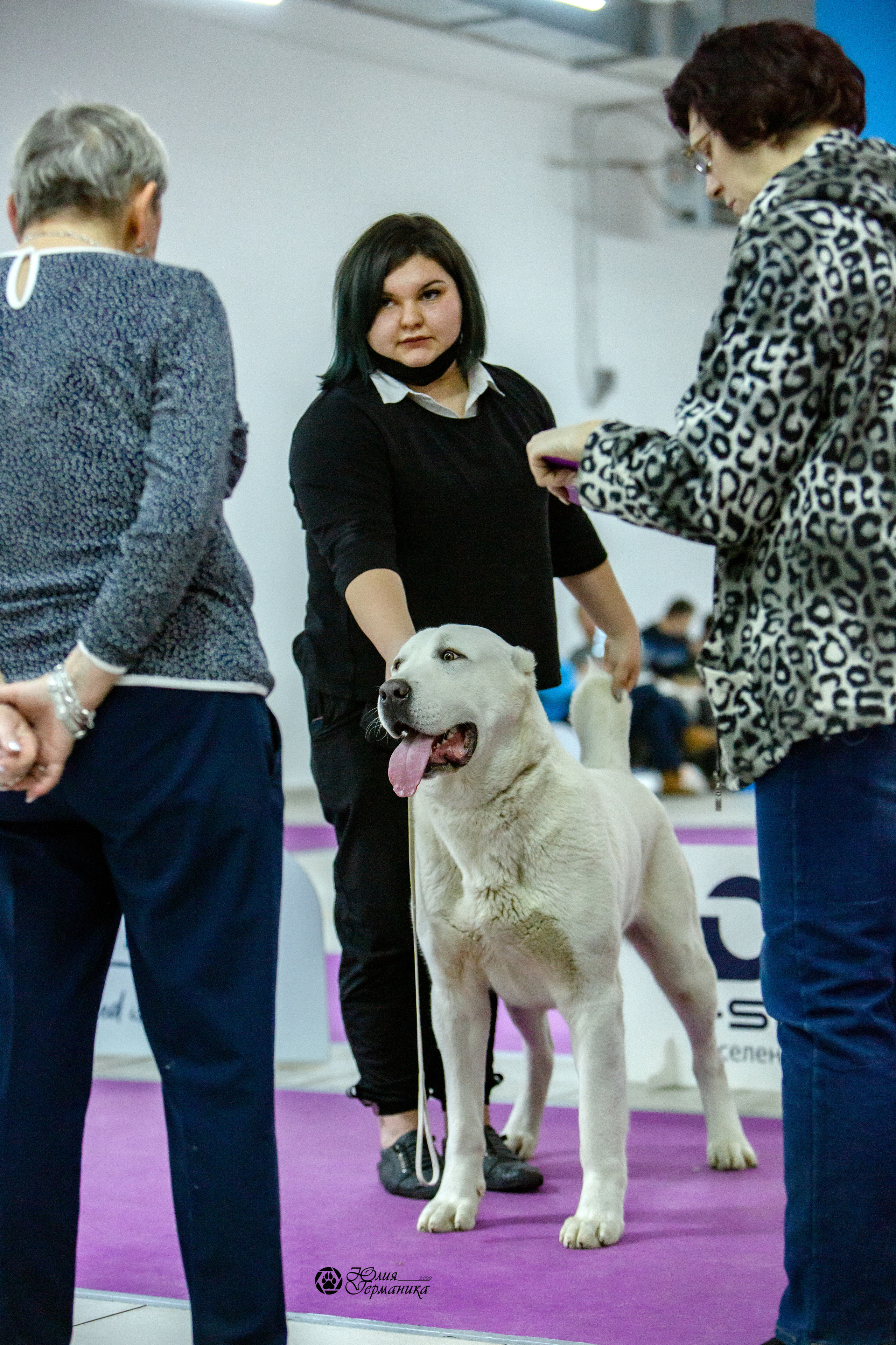 Чайна-Таун 8 января 2022. Фотограф-анималист Юлия Германика