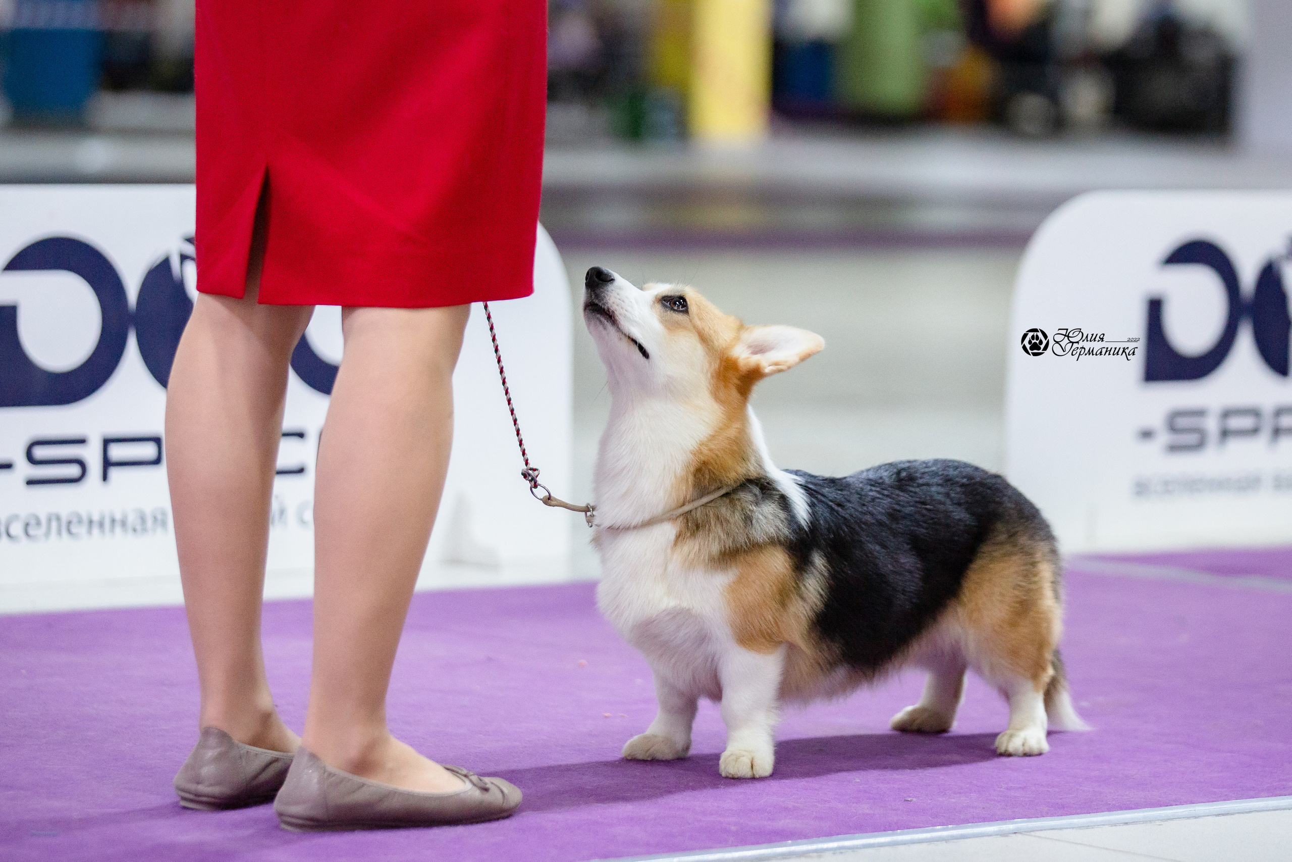 Чайна-Таун 12-13 февраля 2022. Фотограф-анималист Юлия Германика