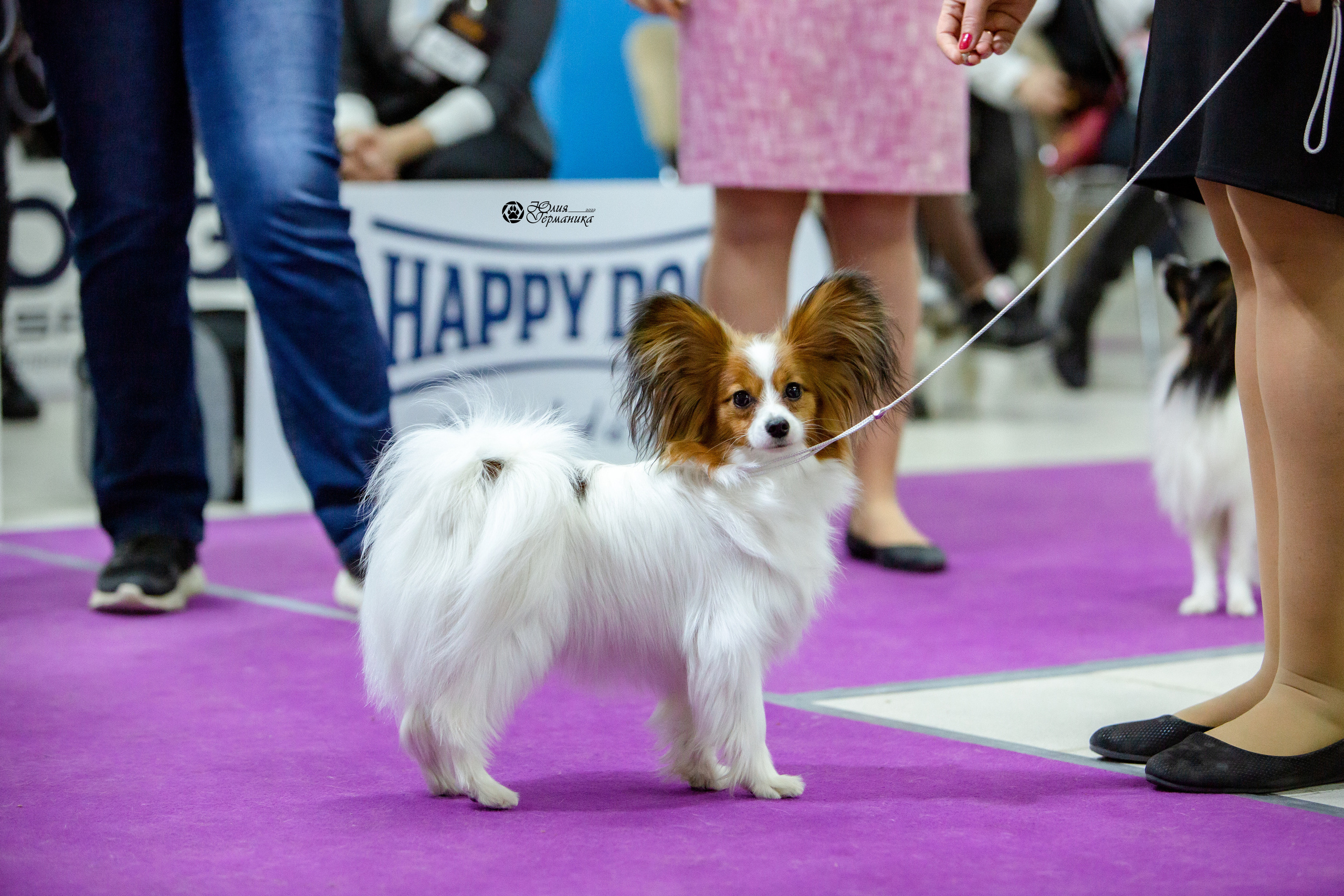 Чайна-Таун 8 января 2022. Фотограф-анималист Юлия Германика