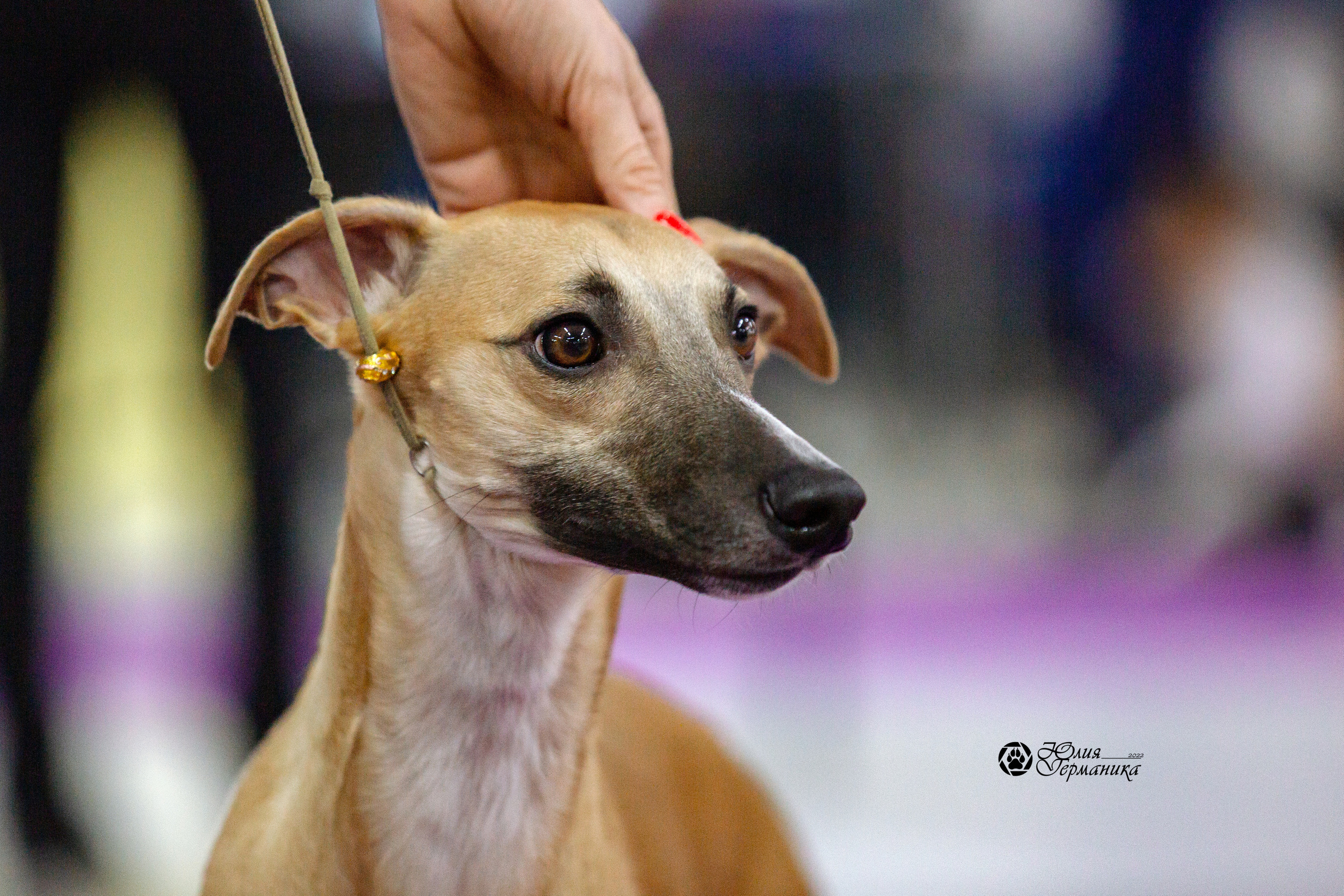 Чайна-Таун 13 и 20 марта 2022. Фотограф-анималист Юлия Германика