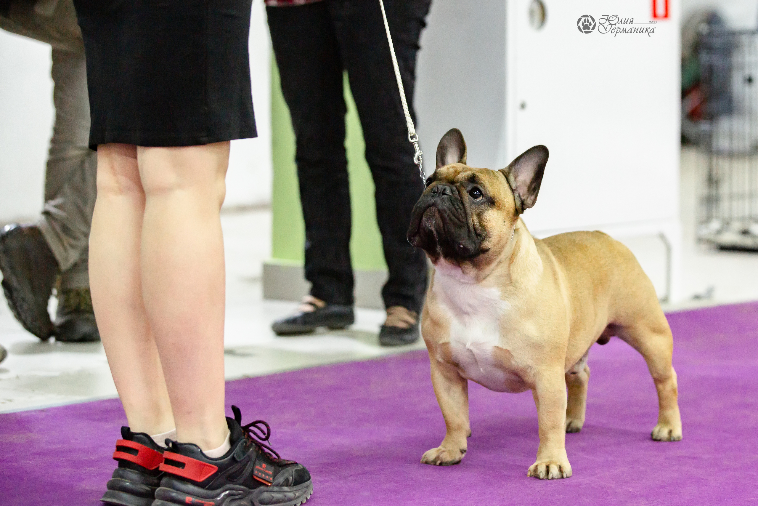 Чайна-Таун 24 и 27 марта 2022. Фотограф-анималист Юлия Германика