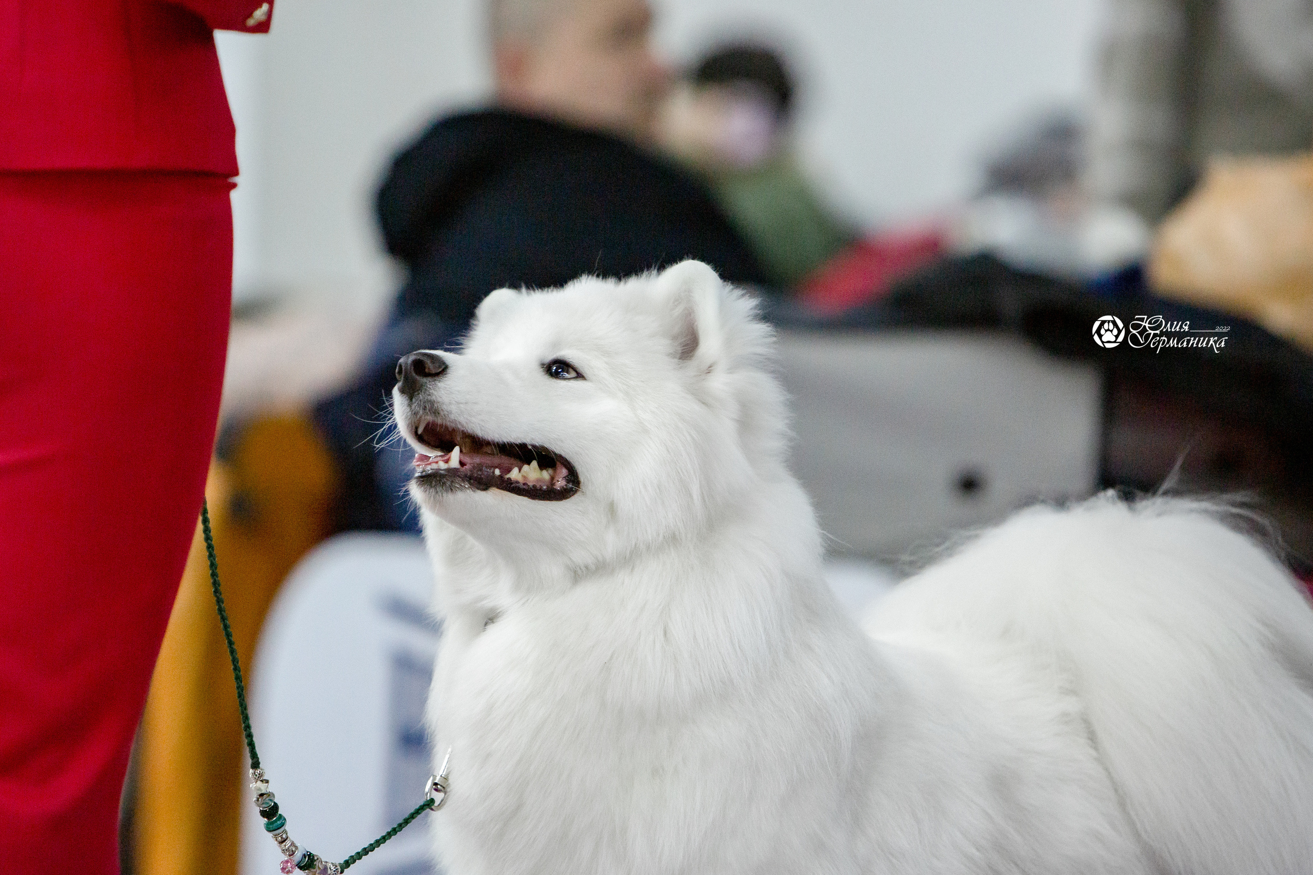 Чайна-Таун 8 января 2022. Фотограф-анималист Юлия Германика