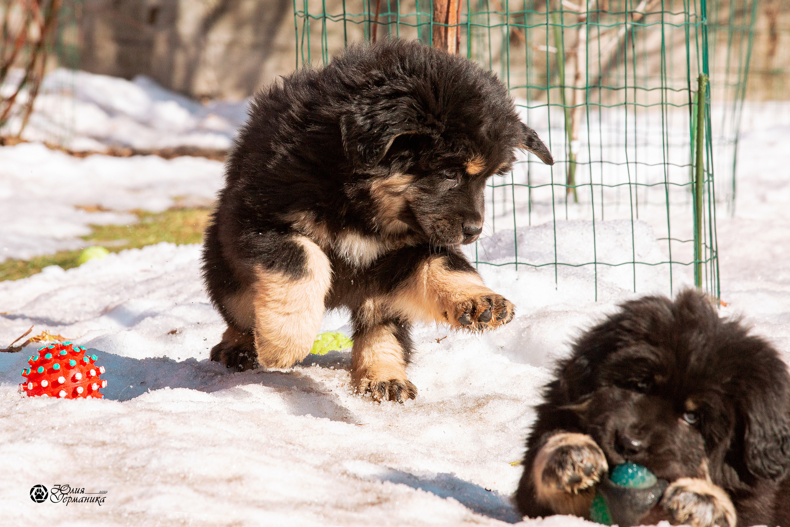 Съёмки щенков и котят. Фотограф-анималист Юлия Германика
