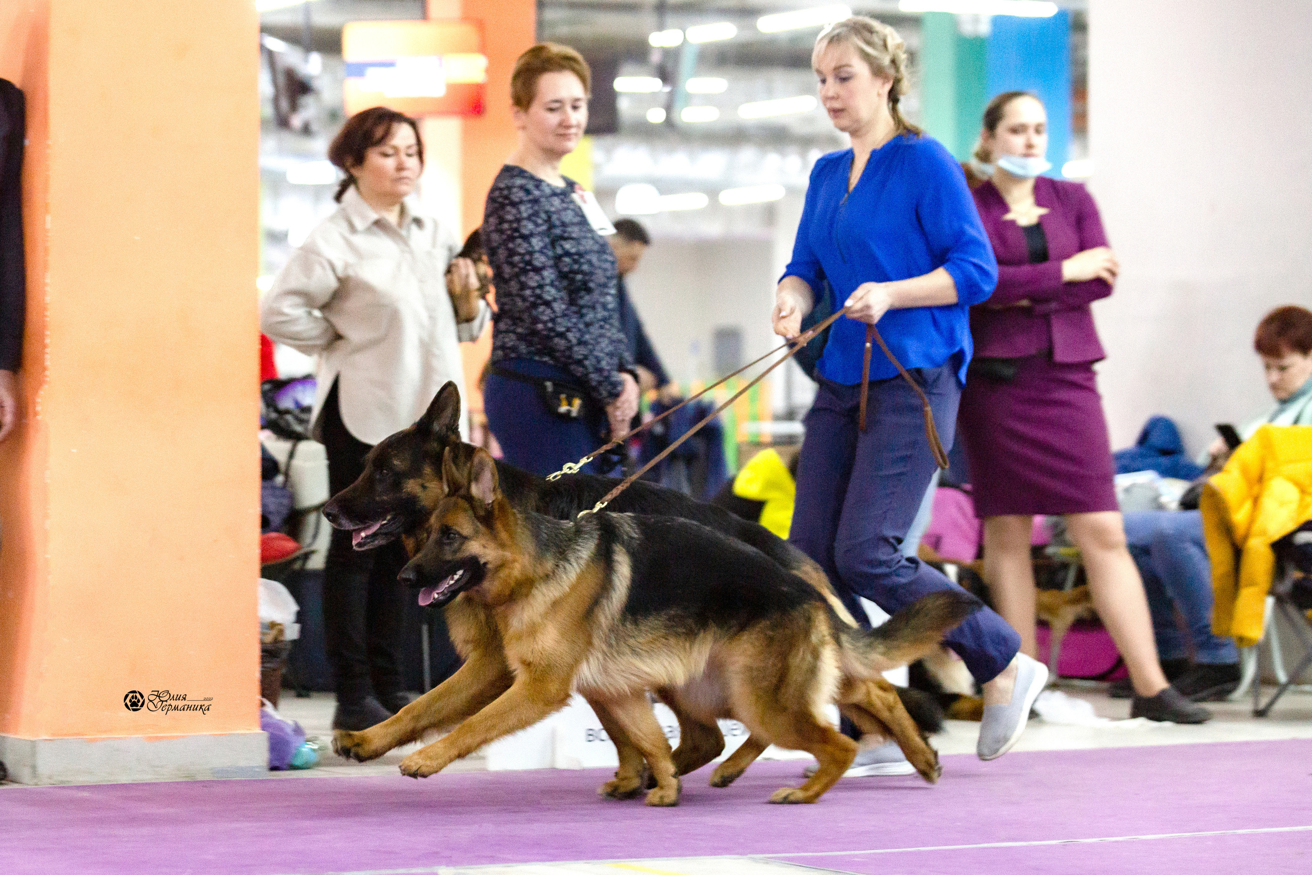 Чайна-Таун 12-13 февраля 2022. Фотограф-анималист Юлия Германика