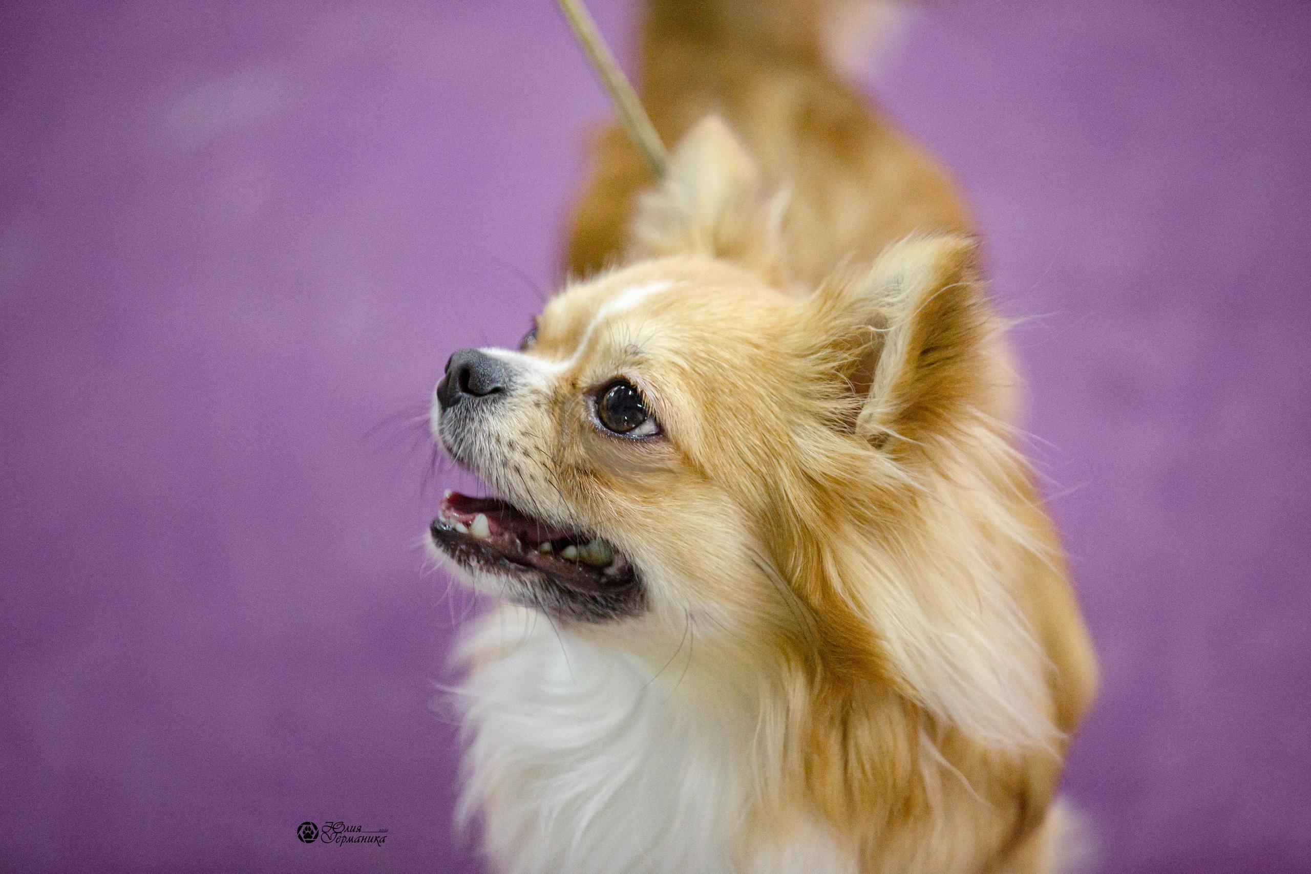 Чайна-Таун 29-30 января 2022. Фотограф-анималист Юлия Германика