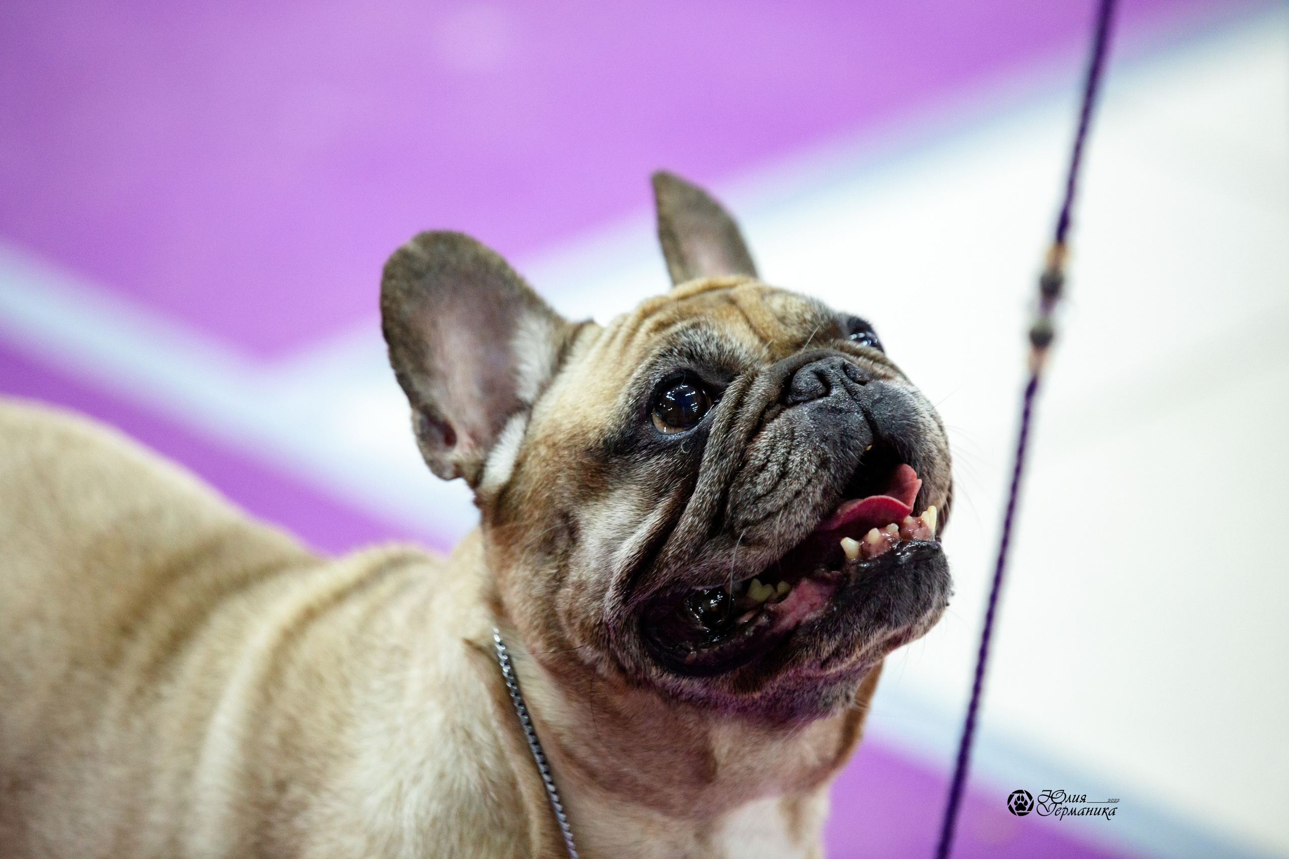 Чайна-Таун 27 февраля 2022. Фотограф-анималист Юлия Германика