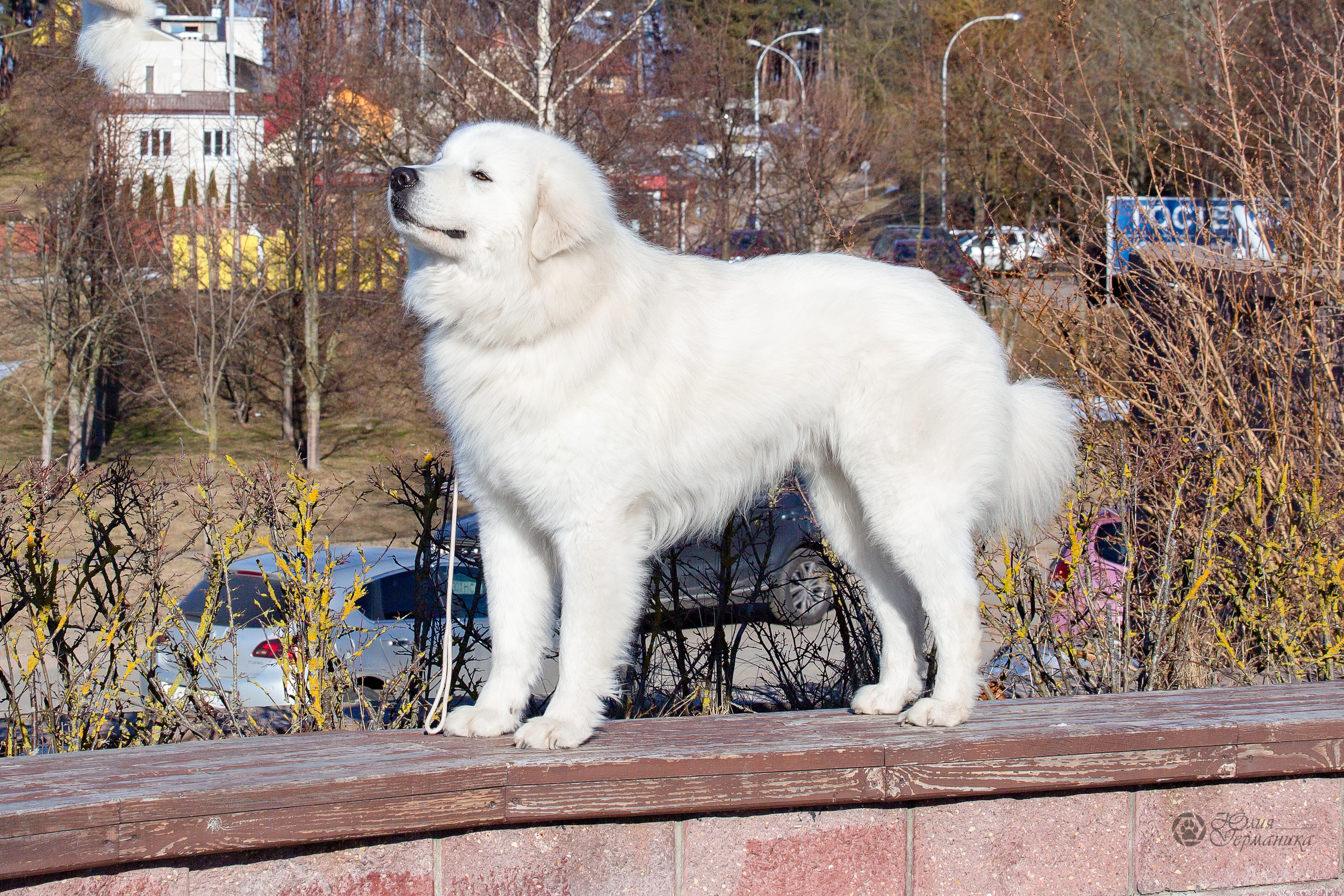 Минск 2хCACIB 5-6 марта 2022. Фотограф-анималист Юлия Германика