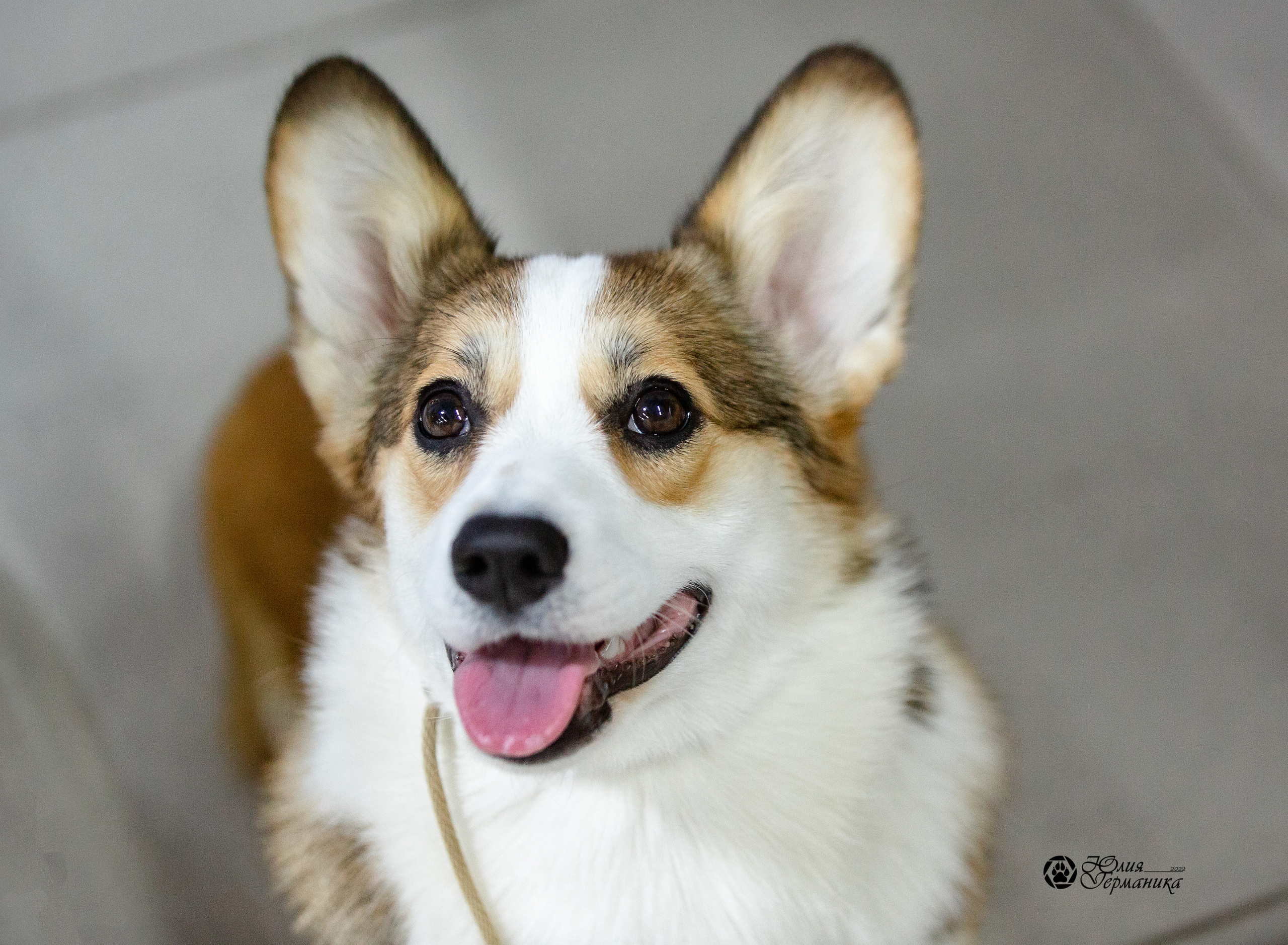 Чайна-Таун 29-30 января 2022. Фотограф-анималист Юлия Германика