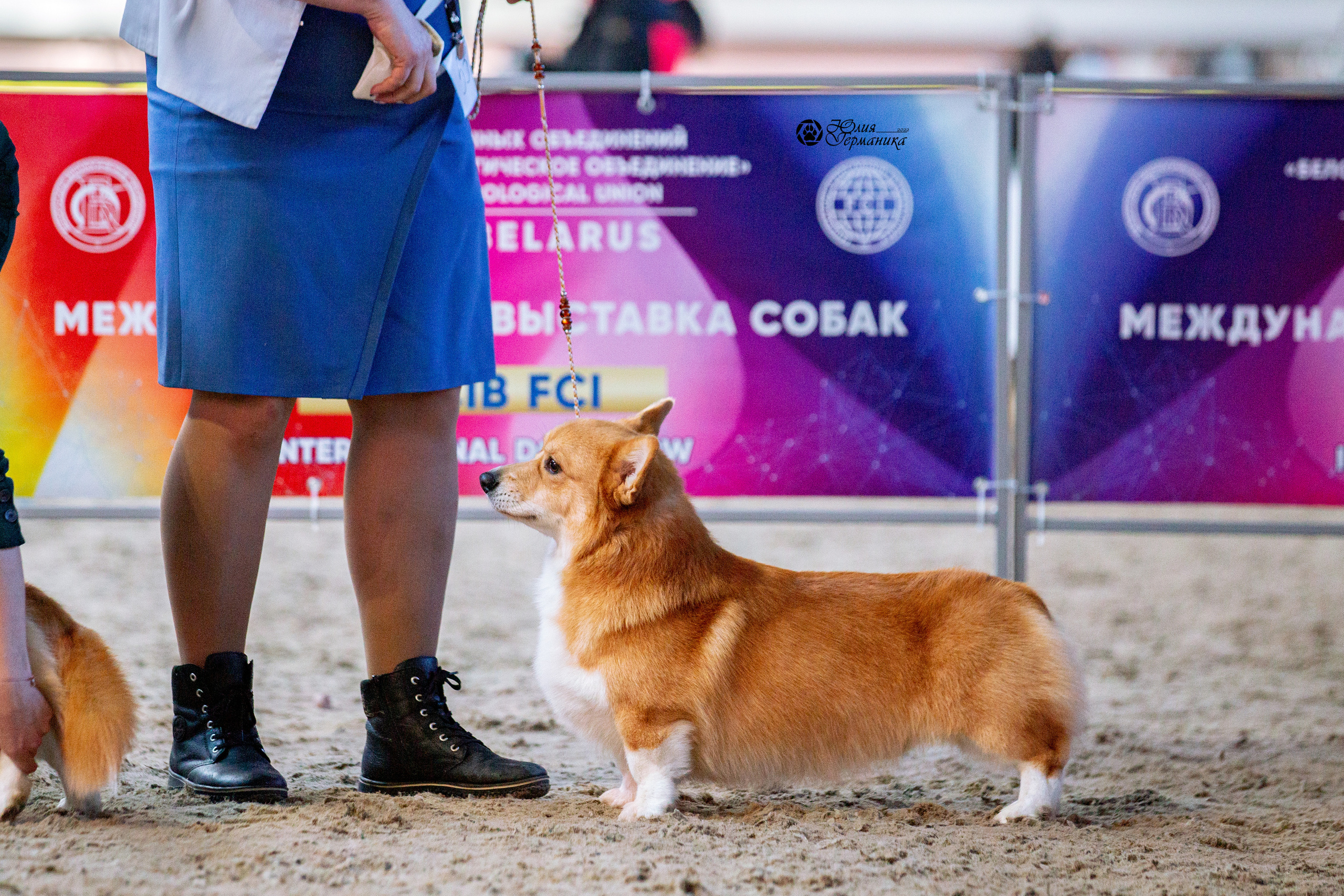 Минск 2хCACIB 5-6 марта 2022. Фотограф-анималист Юлия Германика