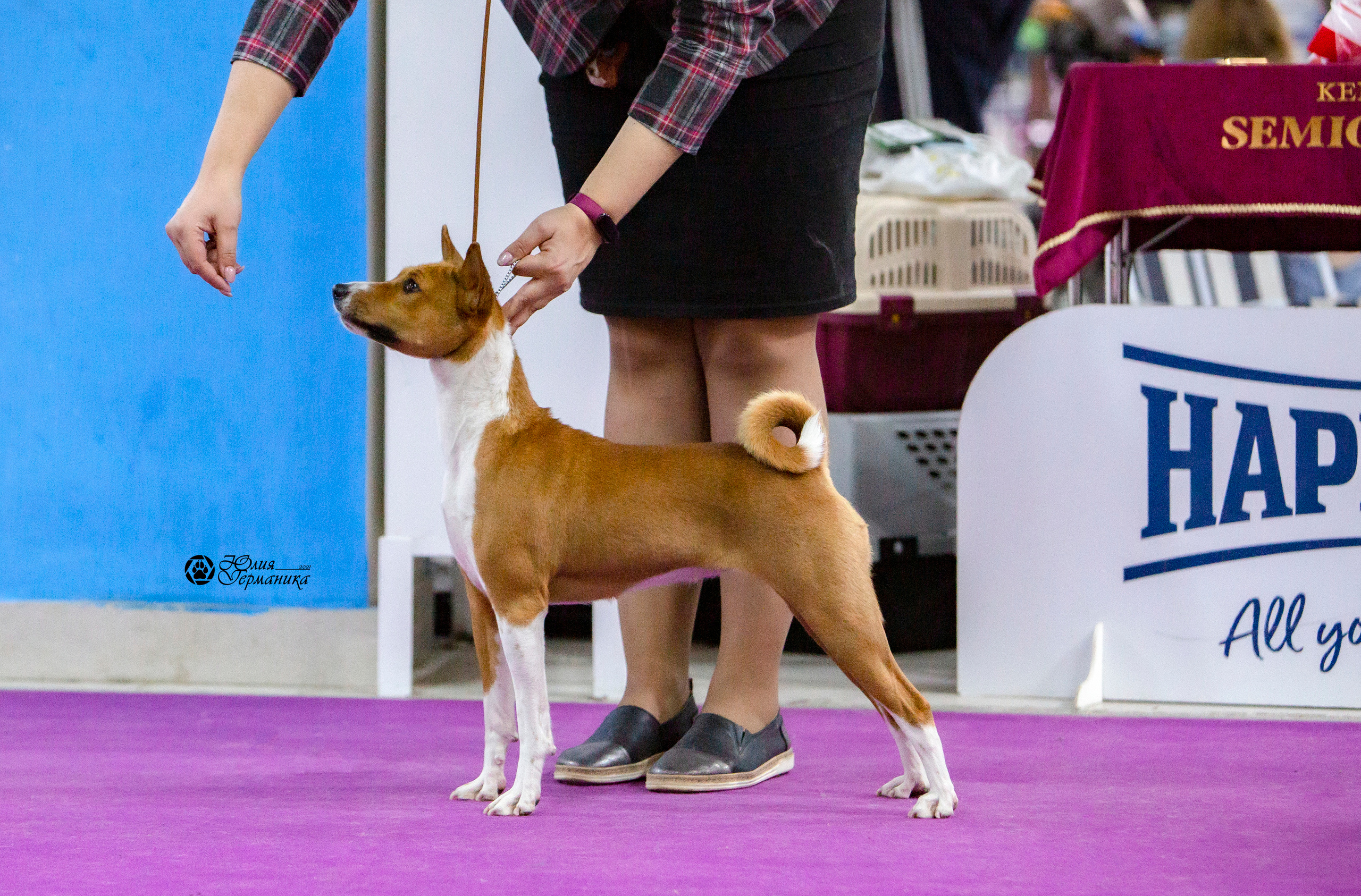 Чайна-Таун 18,26 и 29 декабря 2021. Фотограф-анималист Юлия Германика