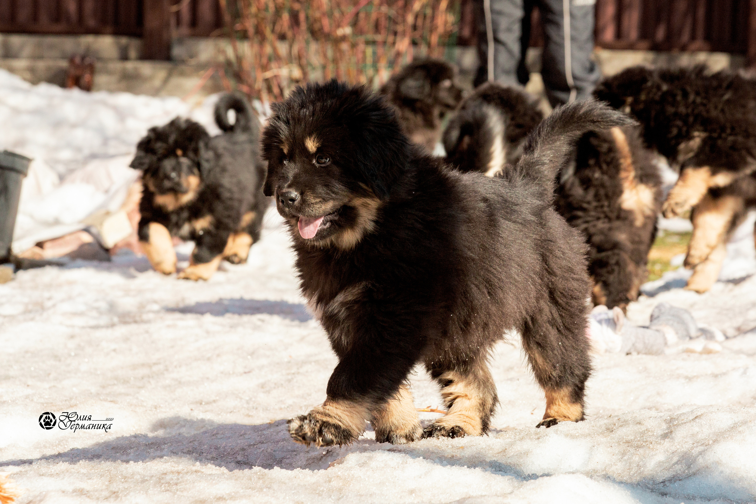 Съёмки щенков и котят. Фотограф-анималист Юлия Германика