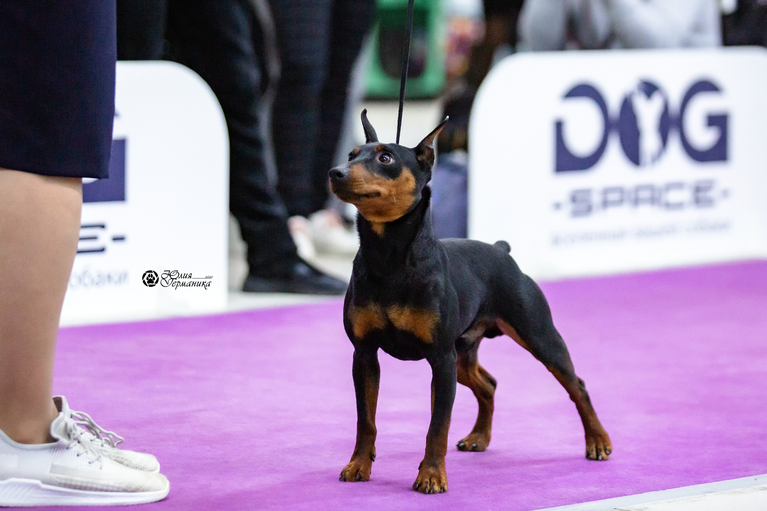 Чайна-Таун 23 февраля 2022. Фотограф-анималист Юлия Германика