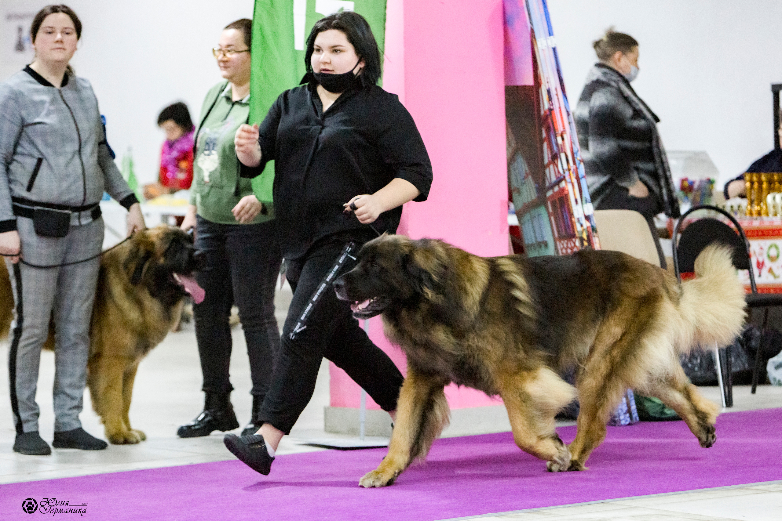 Чайна-Таун 18,26 и 29 декабря 2021. Фотограф-анималист Юлия Германика