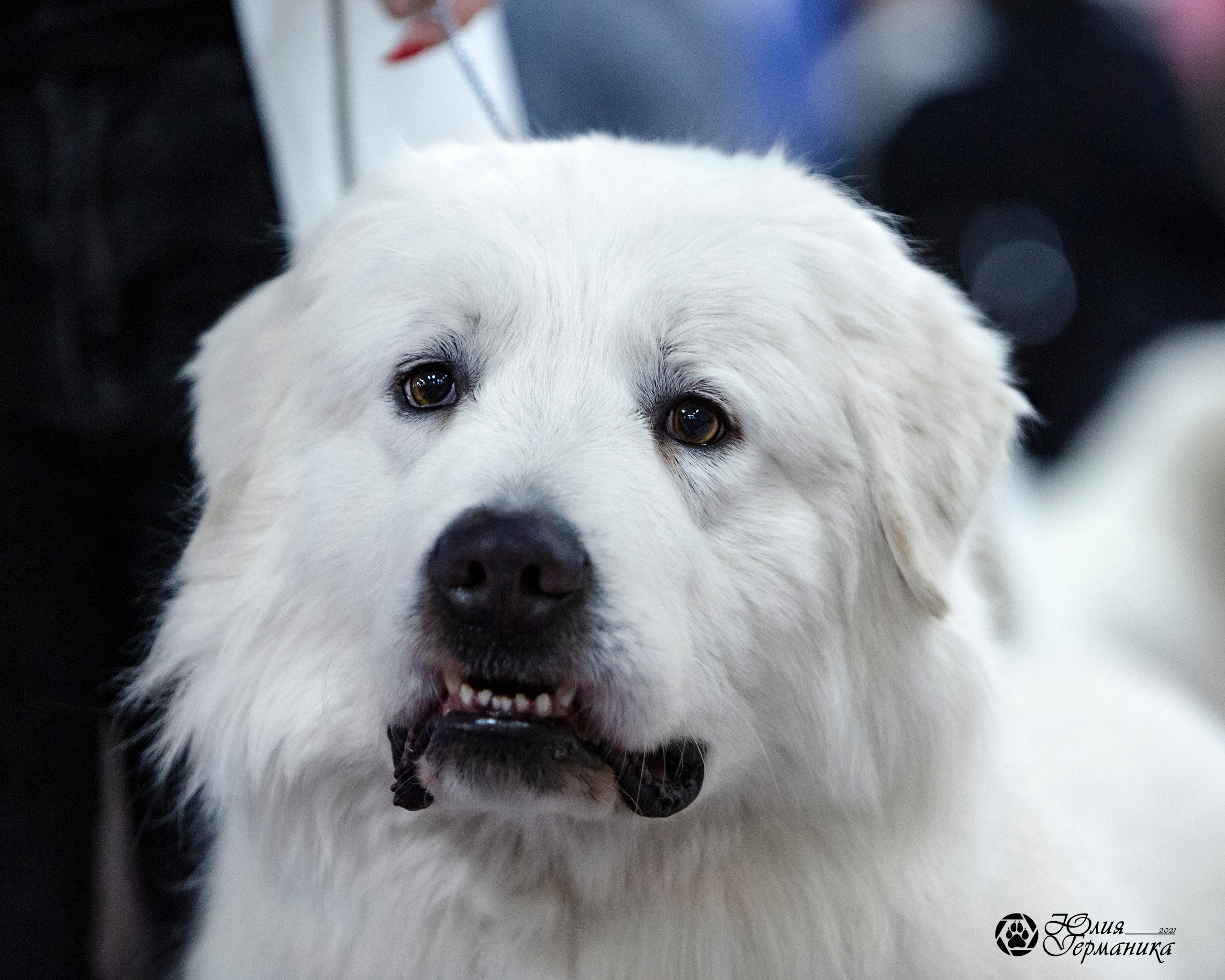 Чайна-Таун 18,26 и 29 декабря 2021