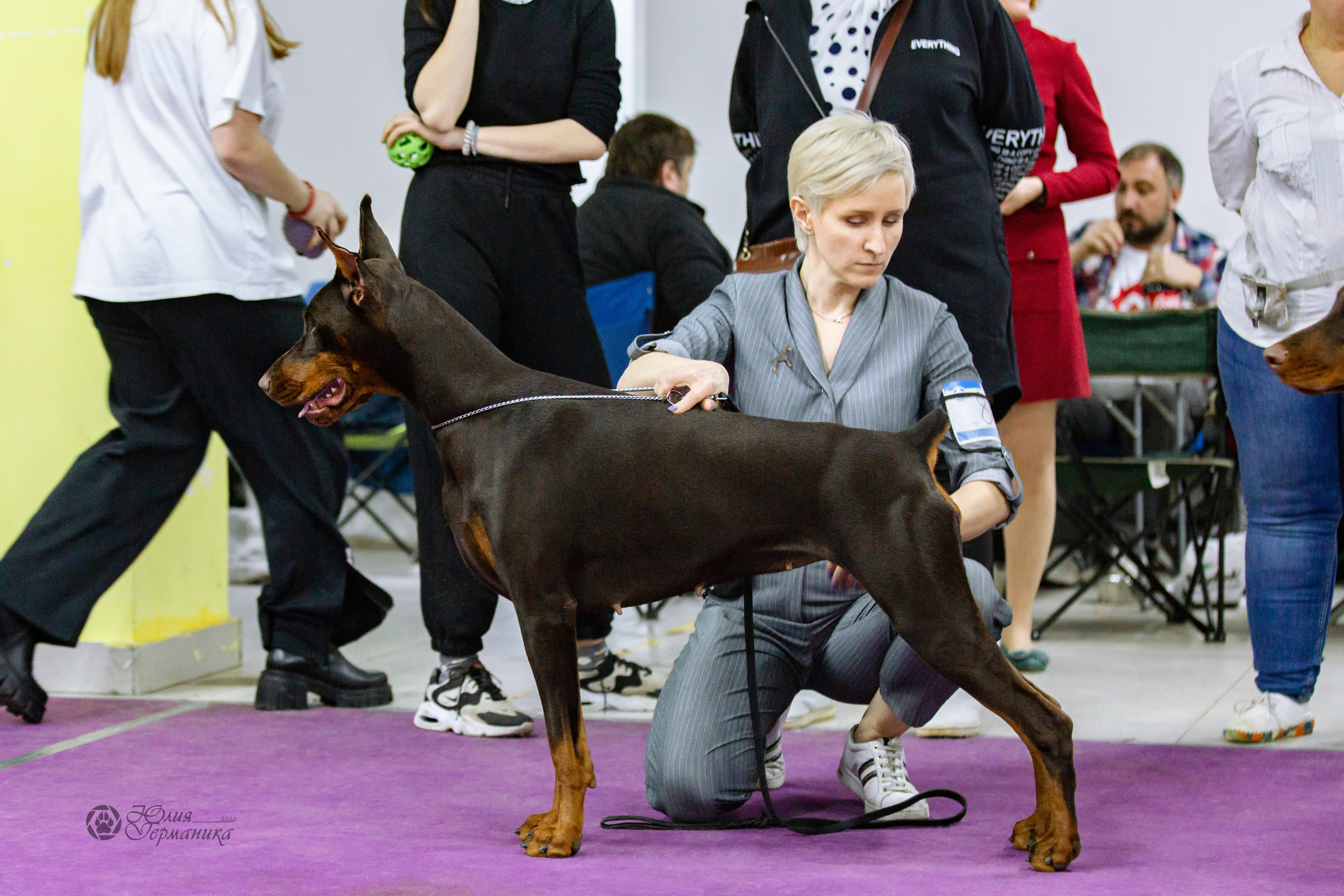 Чайна-Таун ПК Доберманов  3 апреля 2022. Фотограф-анималист Юлия Германика