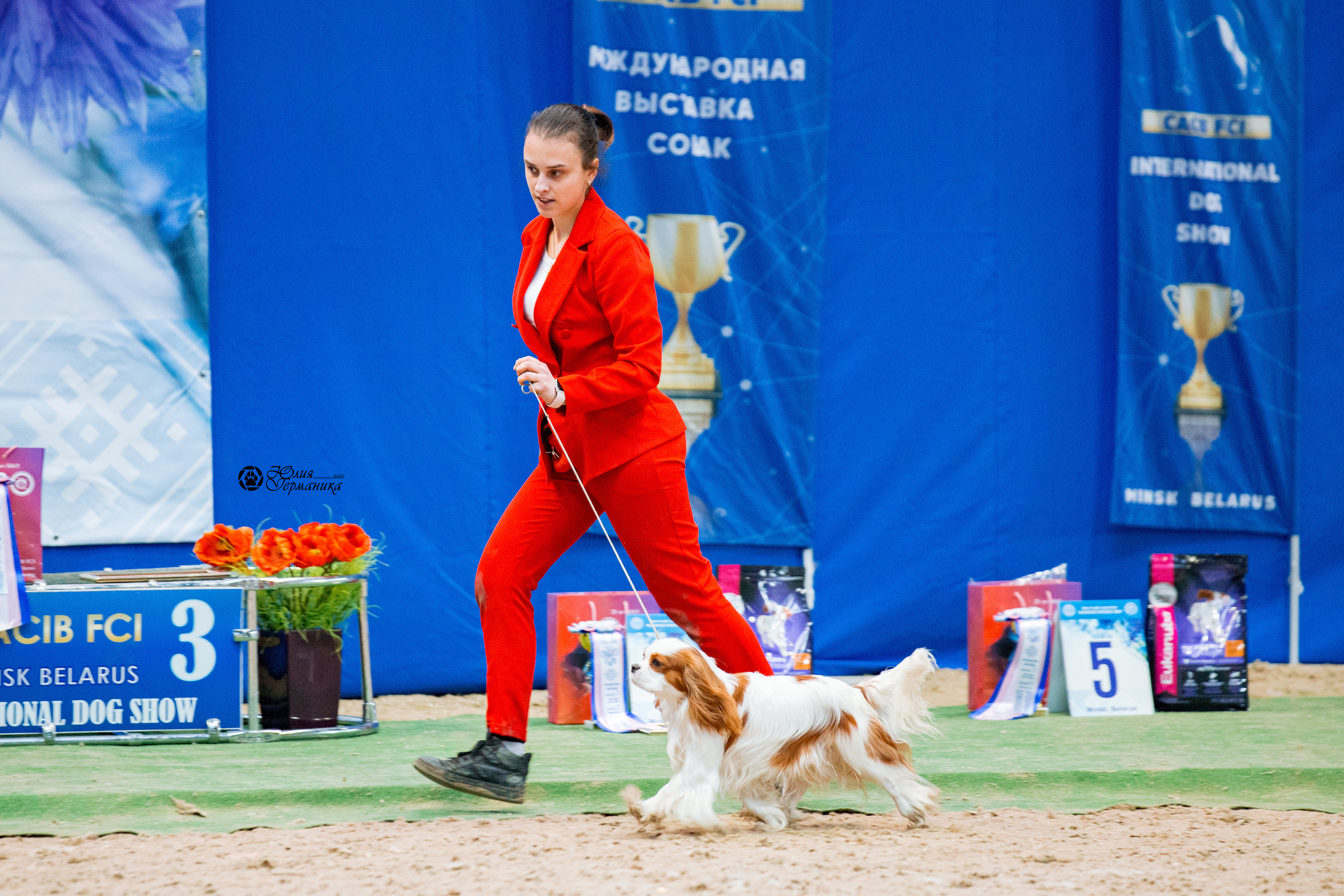 Минск 2хCACIB 5-6 марта 2022. Фотограф-анималист Юлия Германика