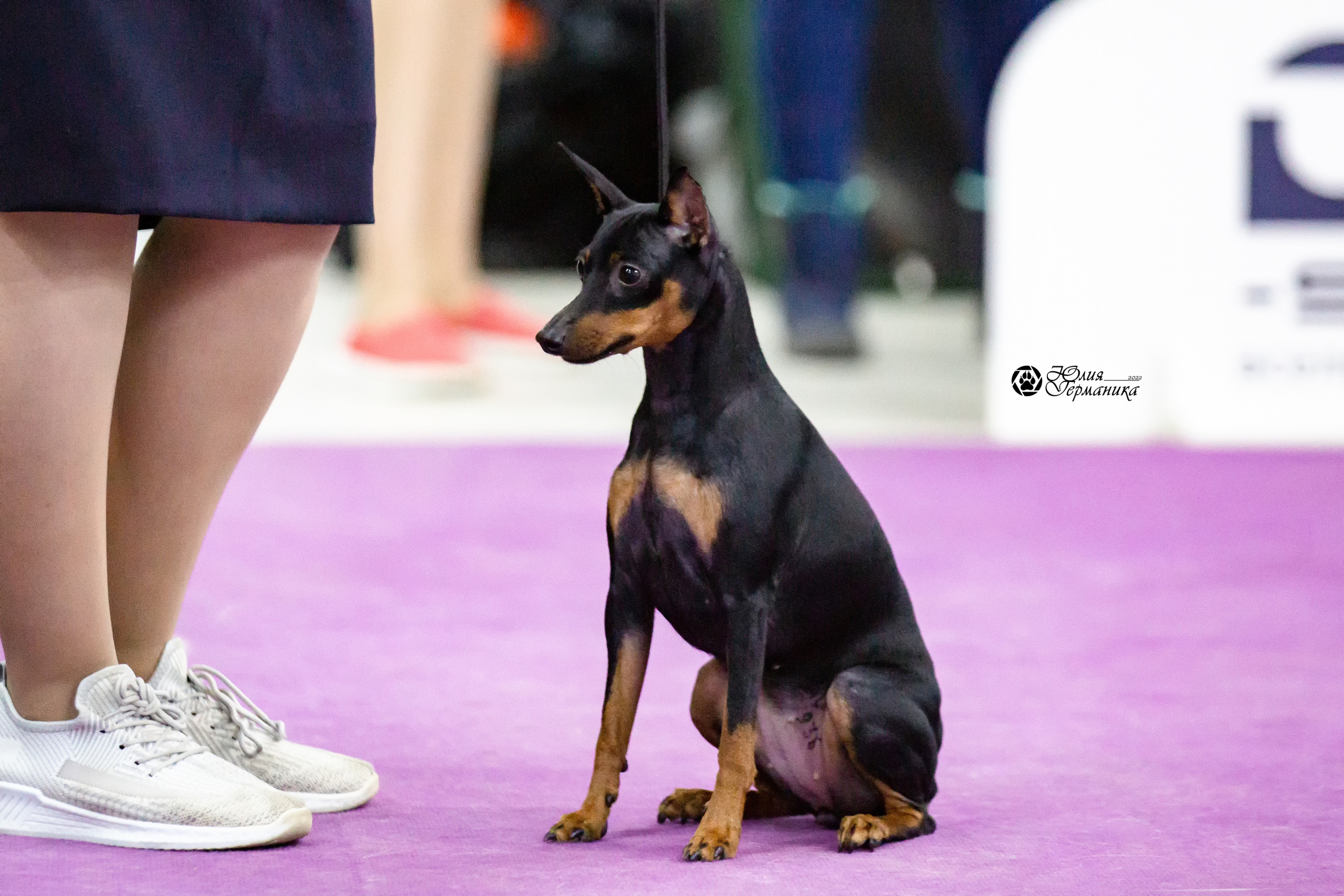 Чайна-Таун 23 февраля 2022. Фотограф-анималист Юлия Германика