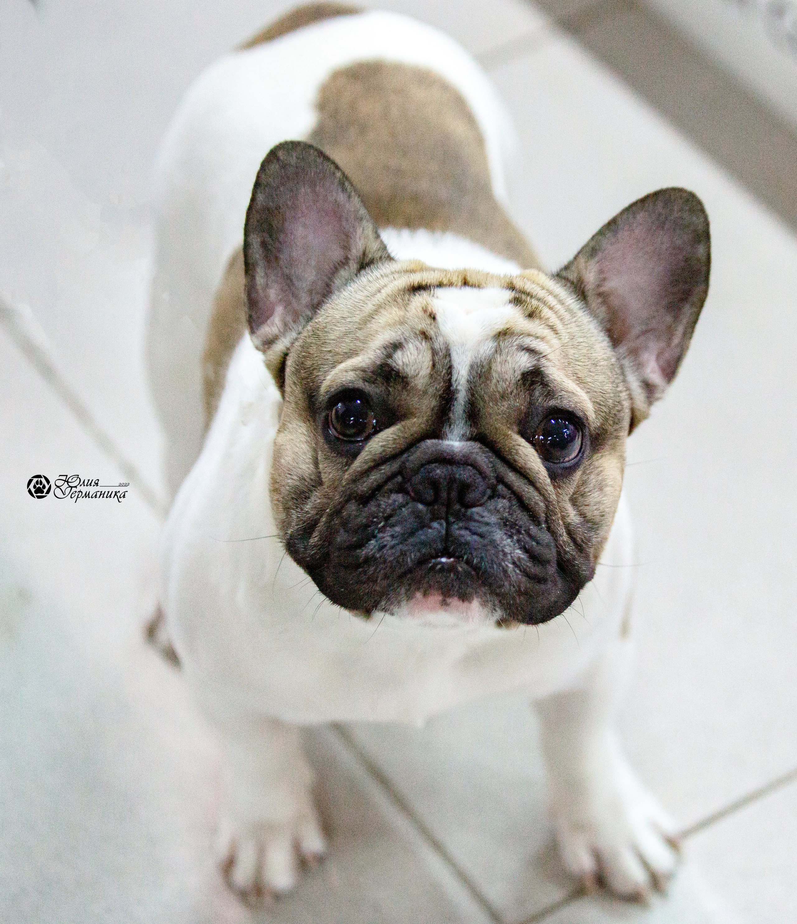 Чайна-Таун 29-30 января 2022. Фотограф-анималист Юлия Германика