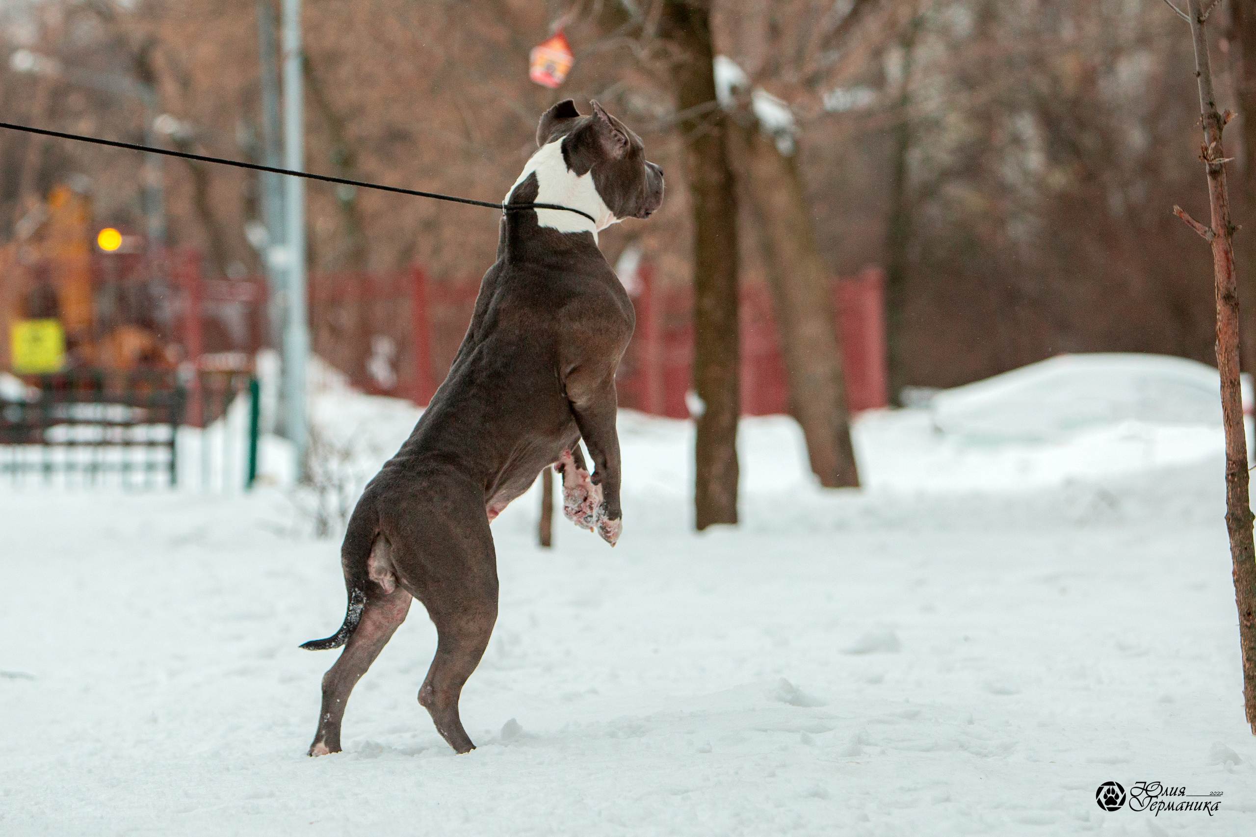 Съёмки щенков и котят. Фотограф-анималист Юлия Германика