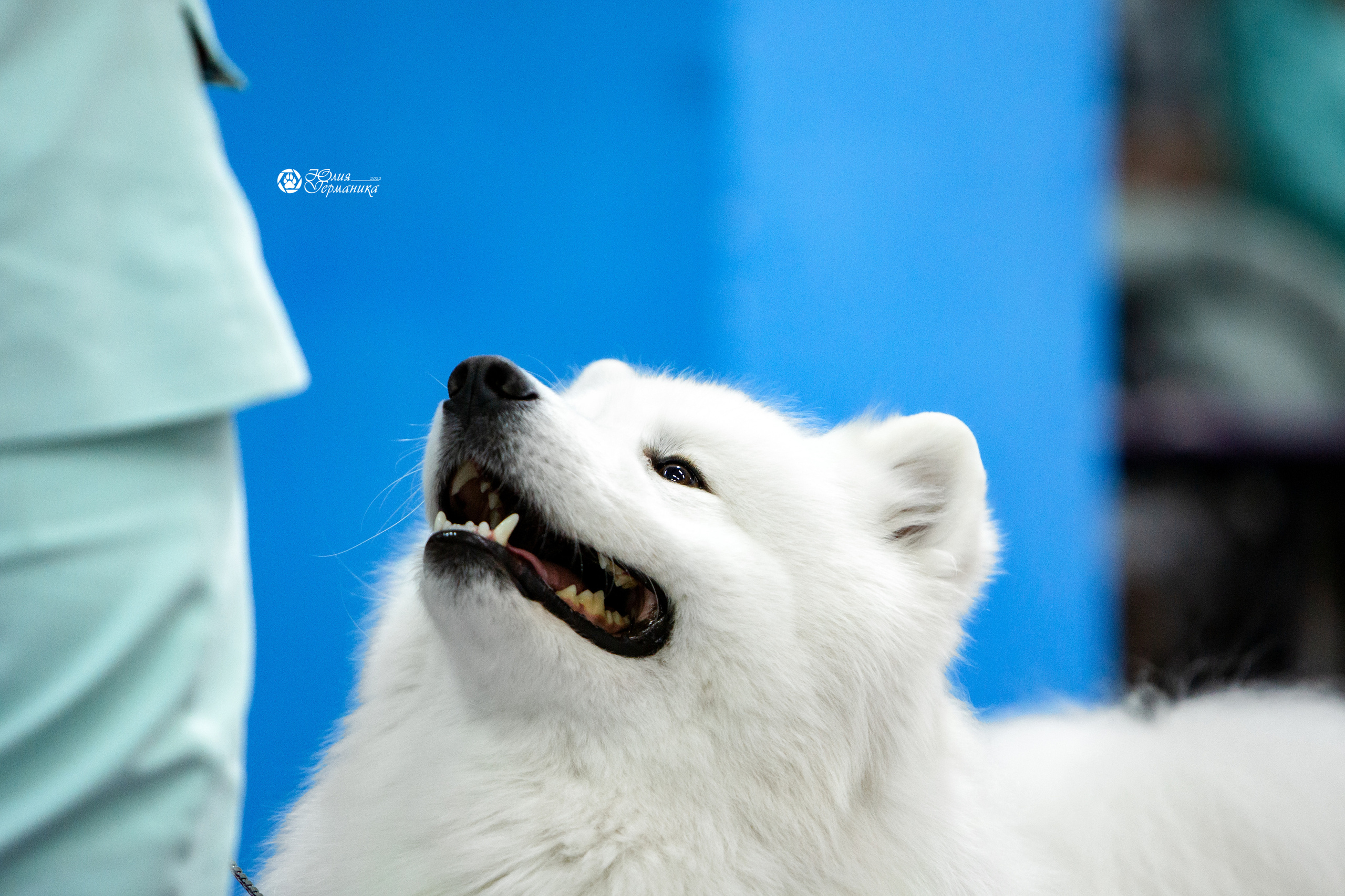 Чайна-Таун 18,26 и 29 декабря 2021. Фотограф-анималист Юлия Германика