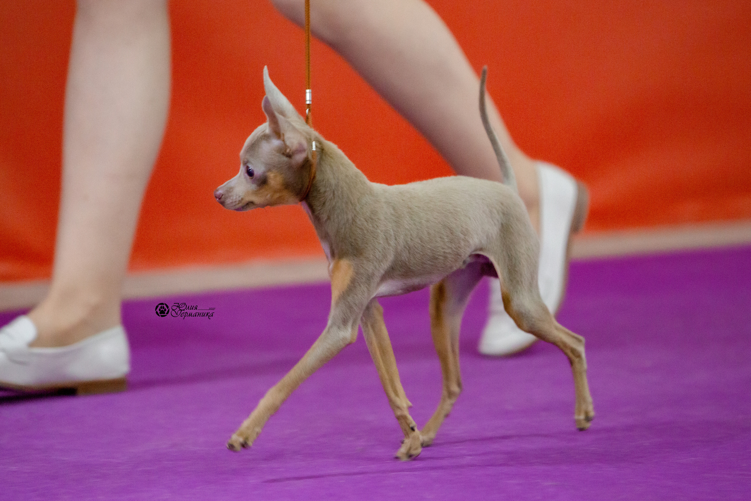Чайна-Таун 8 января 2022. Фотограф-анималист Юлия Германика