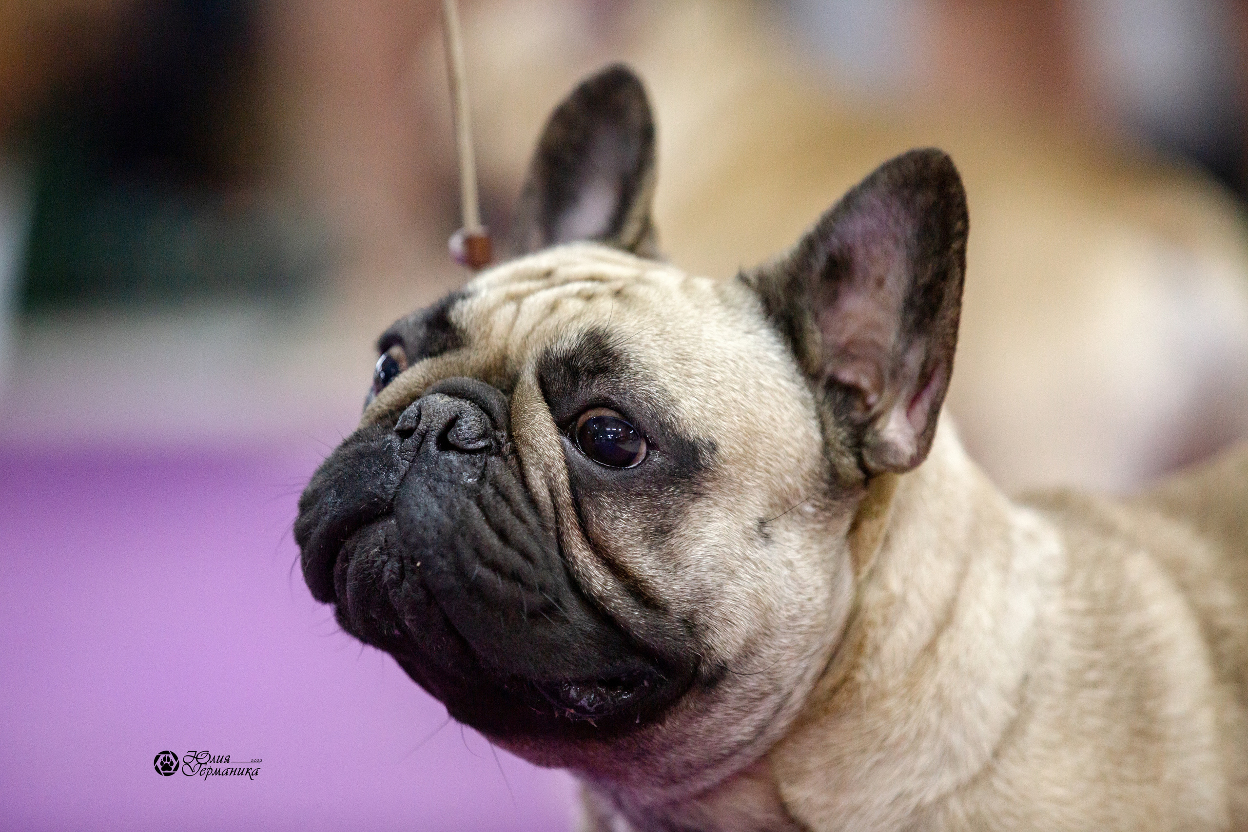 Чайна-Таун 27 февраля 2022. Фотограф-анималист Юлия Германика