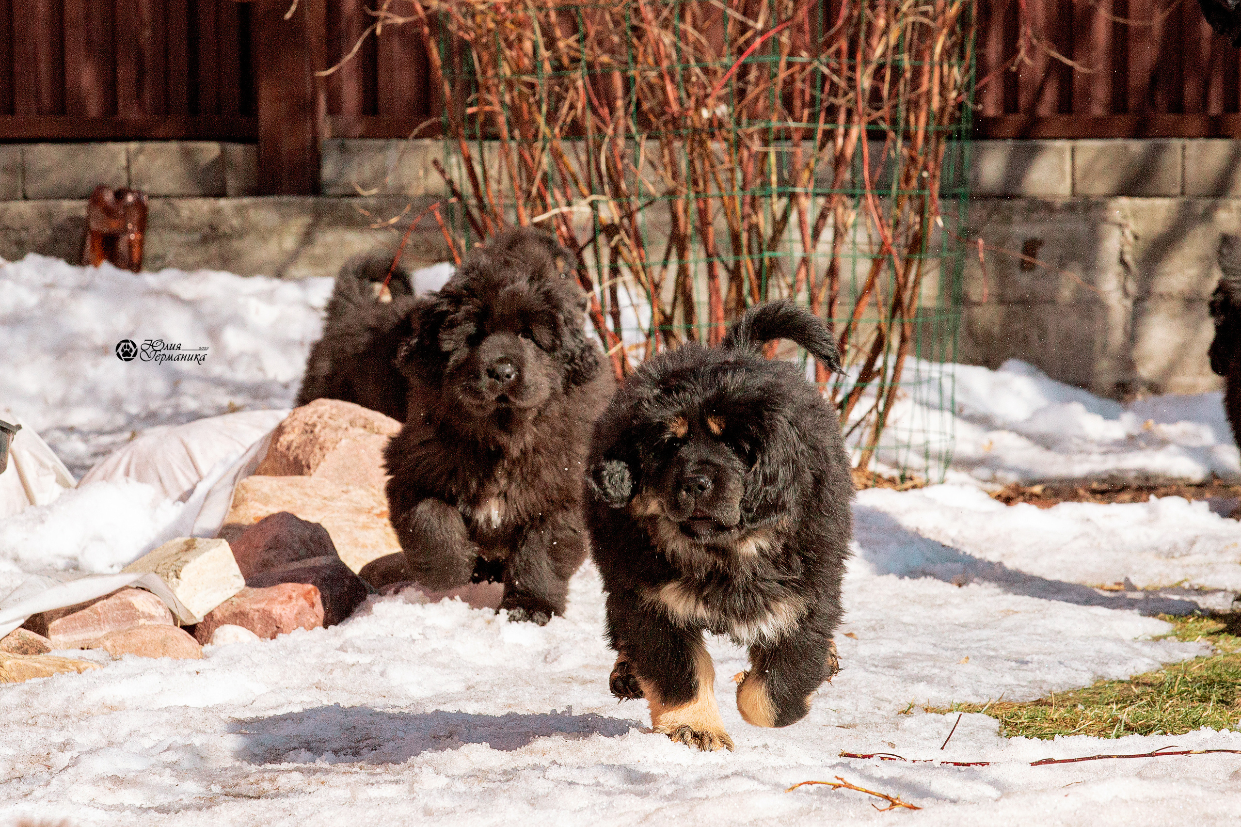 Съёмки щенков и котят. Фотограф-анималист Юлия Германика