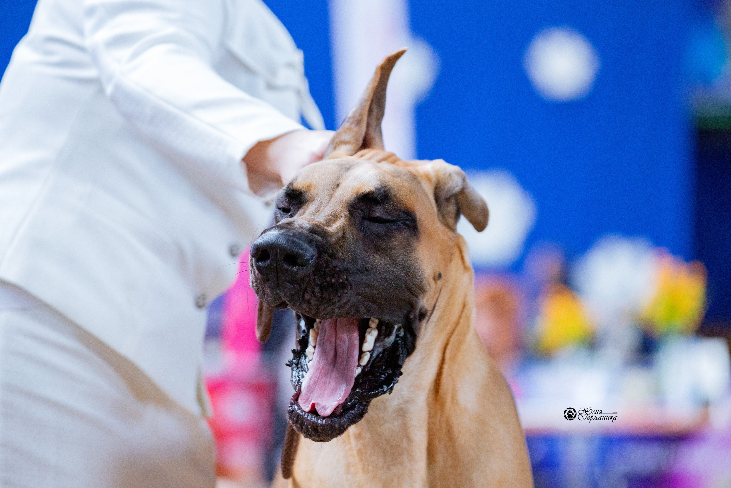 Минск 2хCACIB 5-6 марта 2022. Фотограф-анималист Юлия Германика