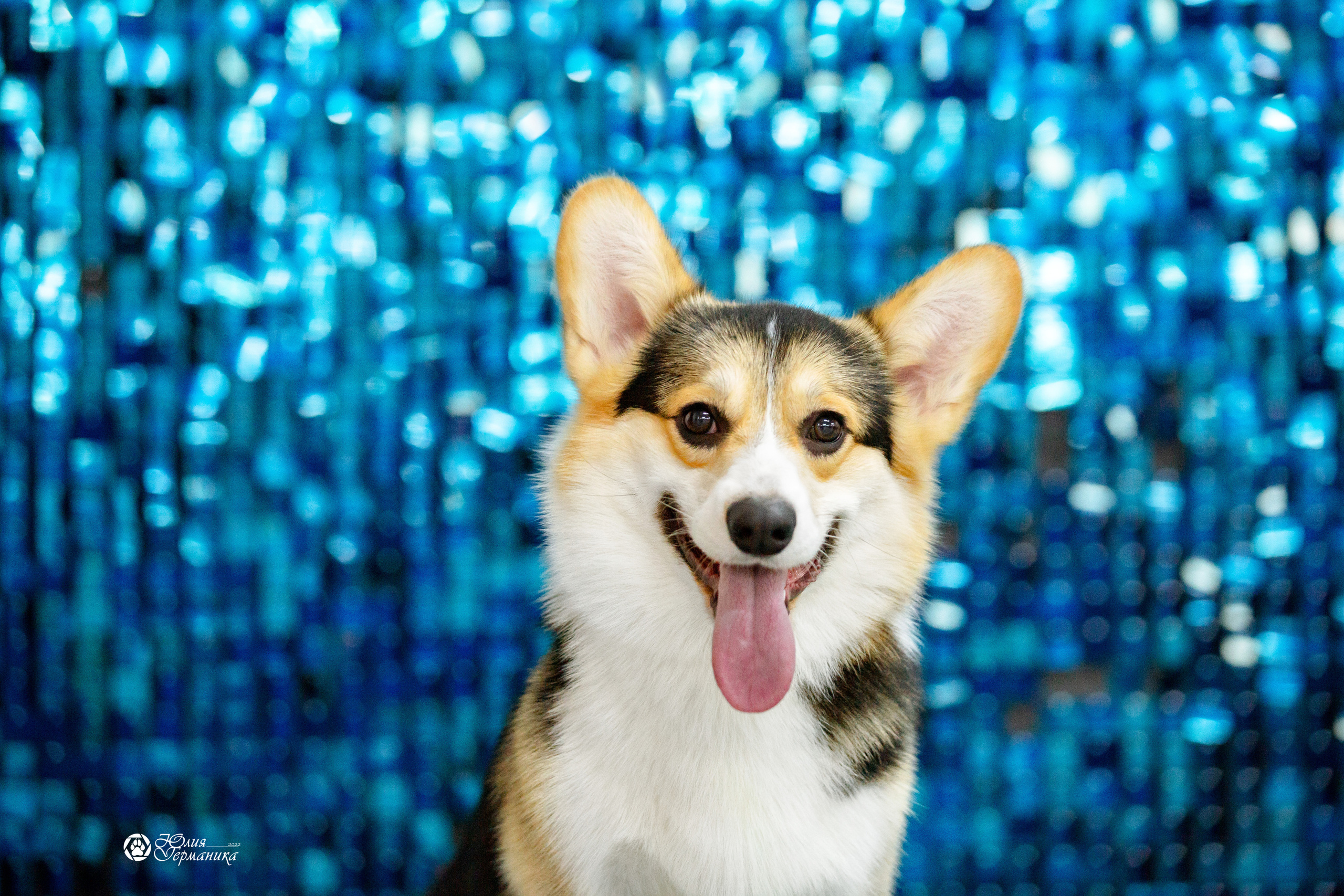 Чайна-Таун 27 февраля 2022. Фотограф-анималист Юлия Германика