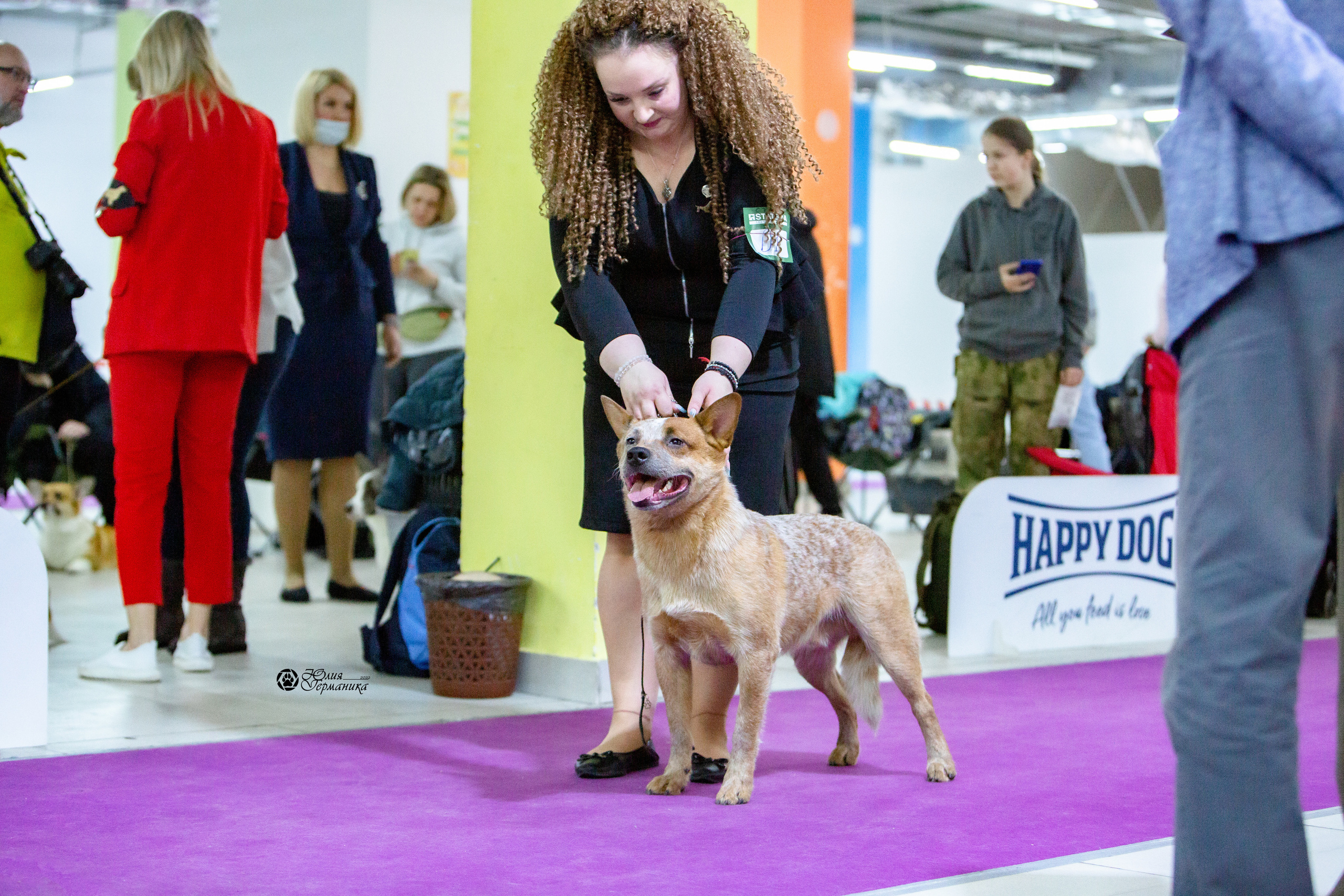 Чайна-Таун 29-30 января 2022. Фотограф-анималист Юлия Германика