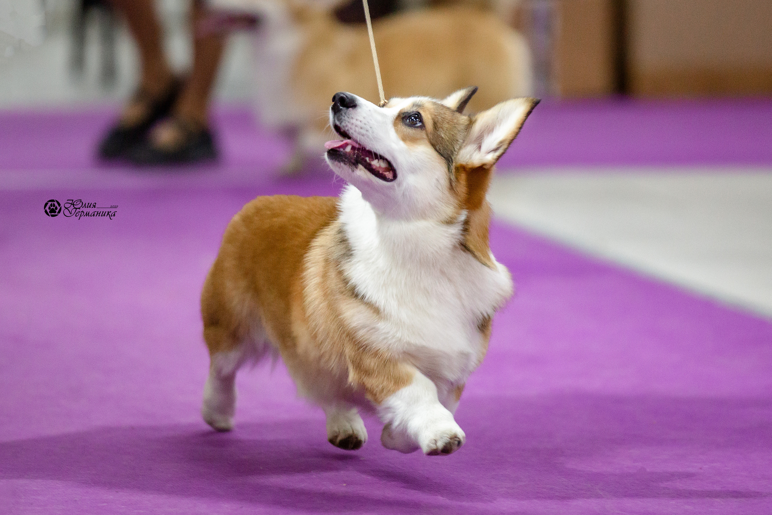 Чайна-Таун 29-30 января 2022. Фотограф-анималист Юлия Германика