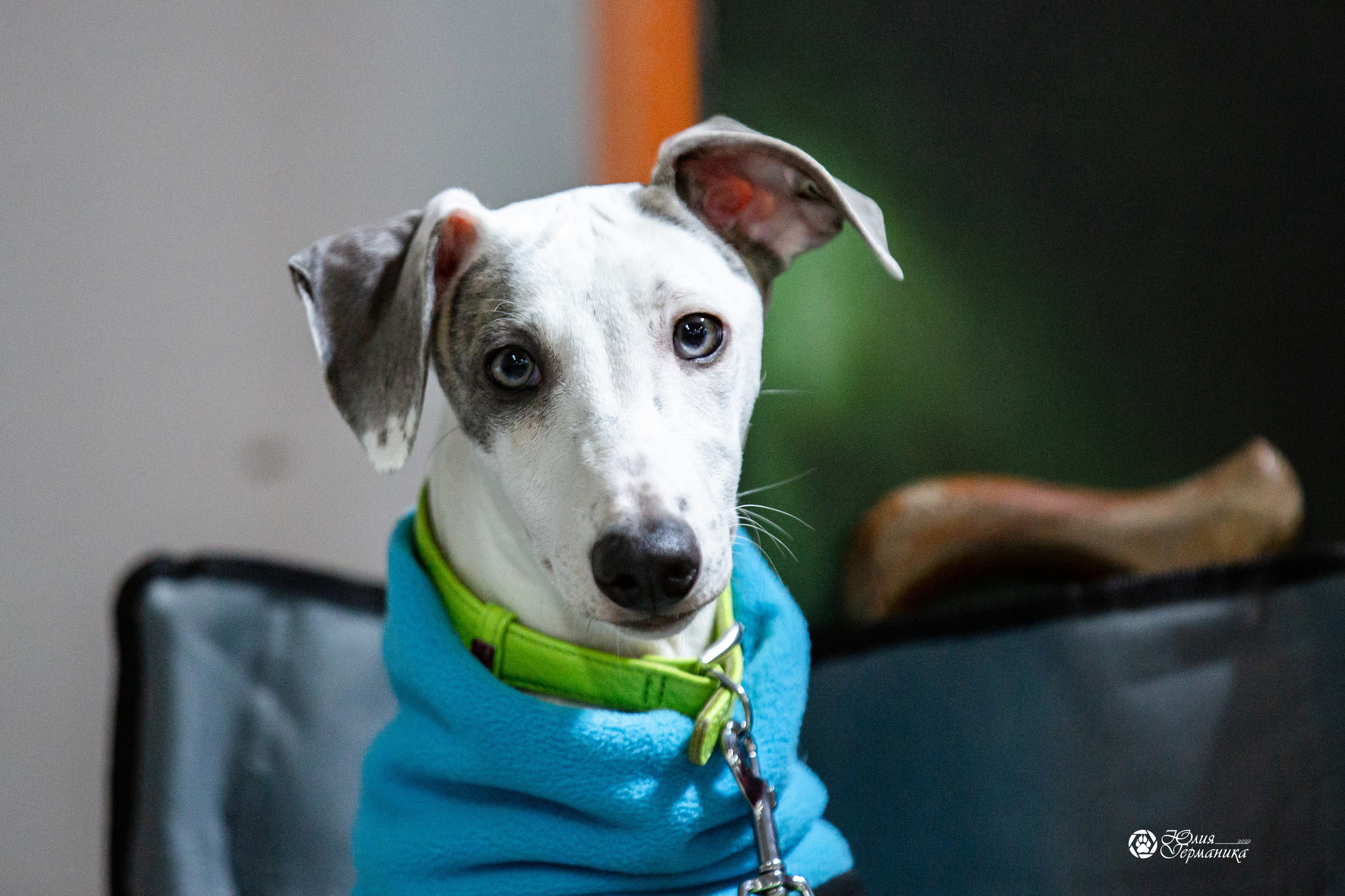 Чайна-Таун 29-30 января 2022. Фотограф-анималист Юлия Германика