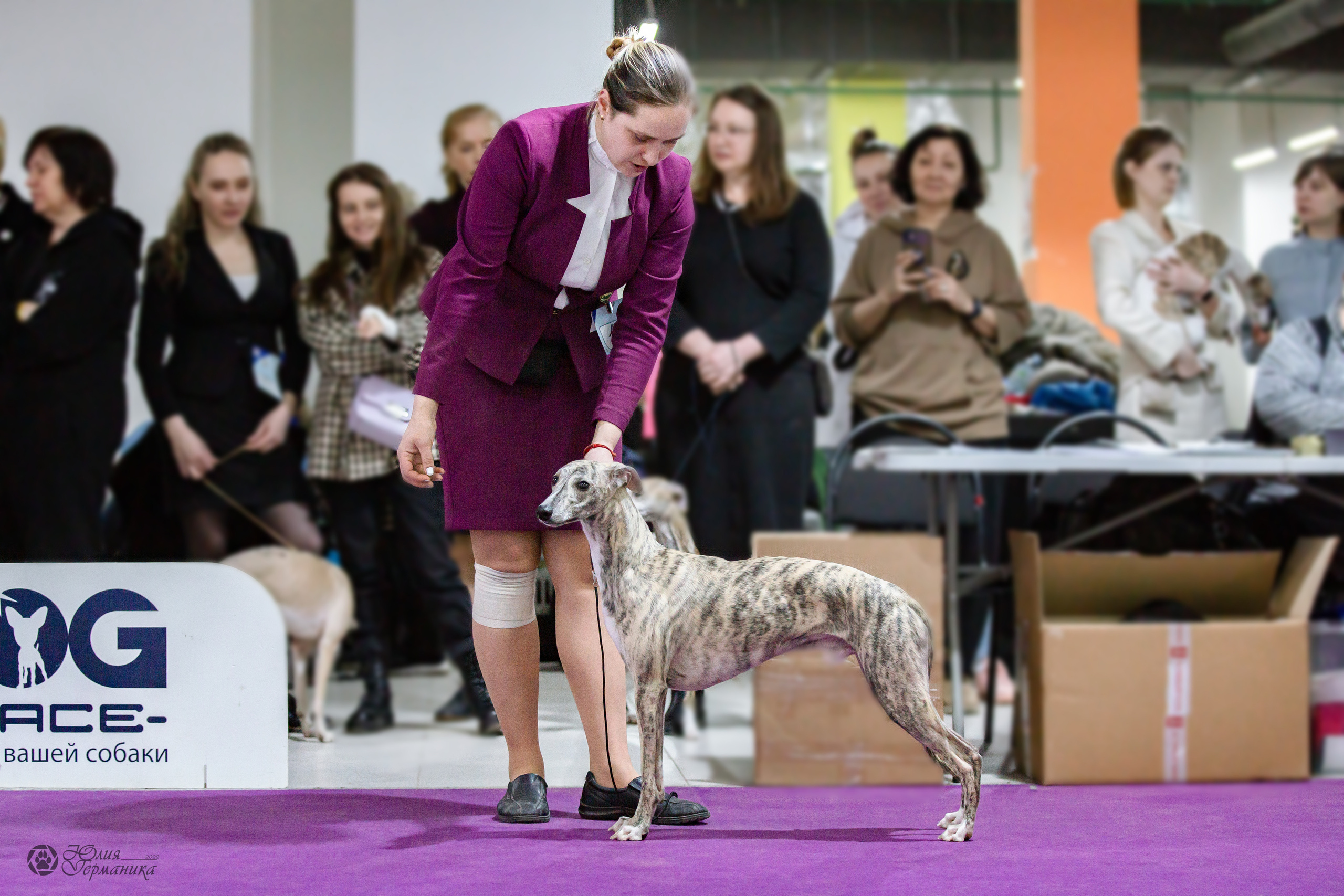 Чайна-Таун 24 и 27 марта 2022. Фотограф-анималист Юлия Германика