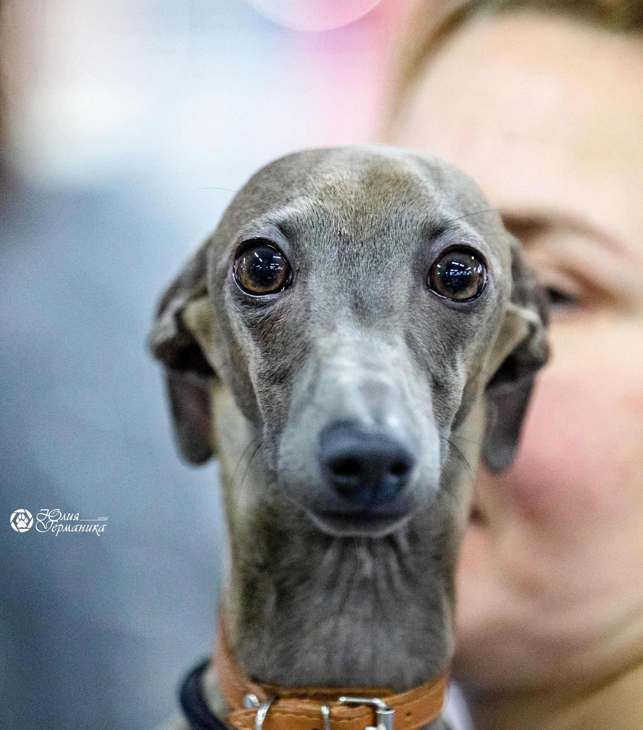 Чайна-Таун 23 февраля 2022. Фотограф-анималист Юлия Германика