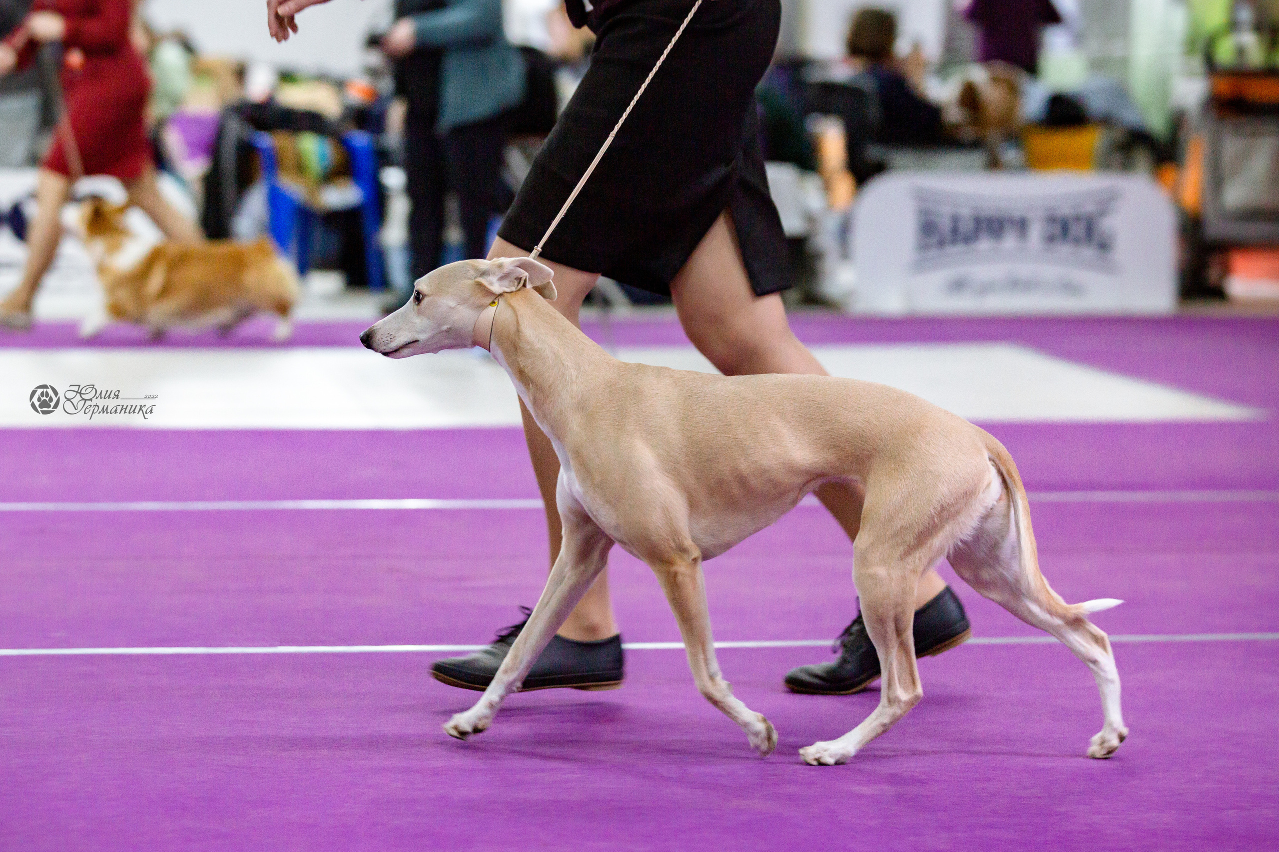 Чайна-Таун 24 и 27 марта 2022. Фотограф-анималист Юлия Германика