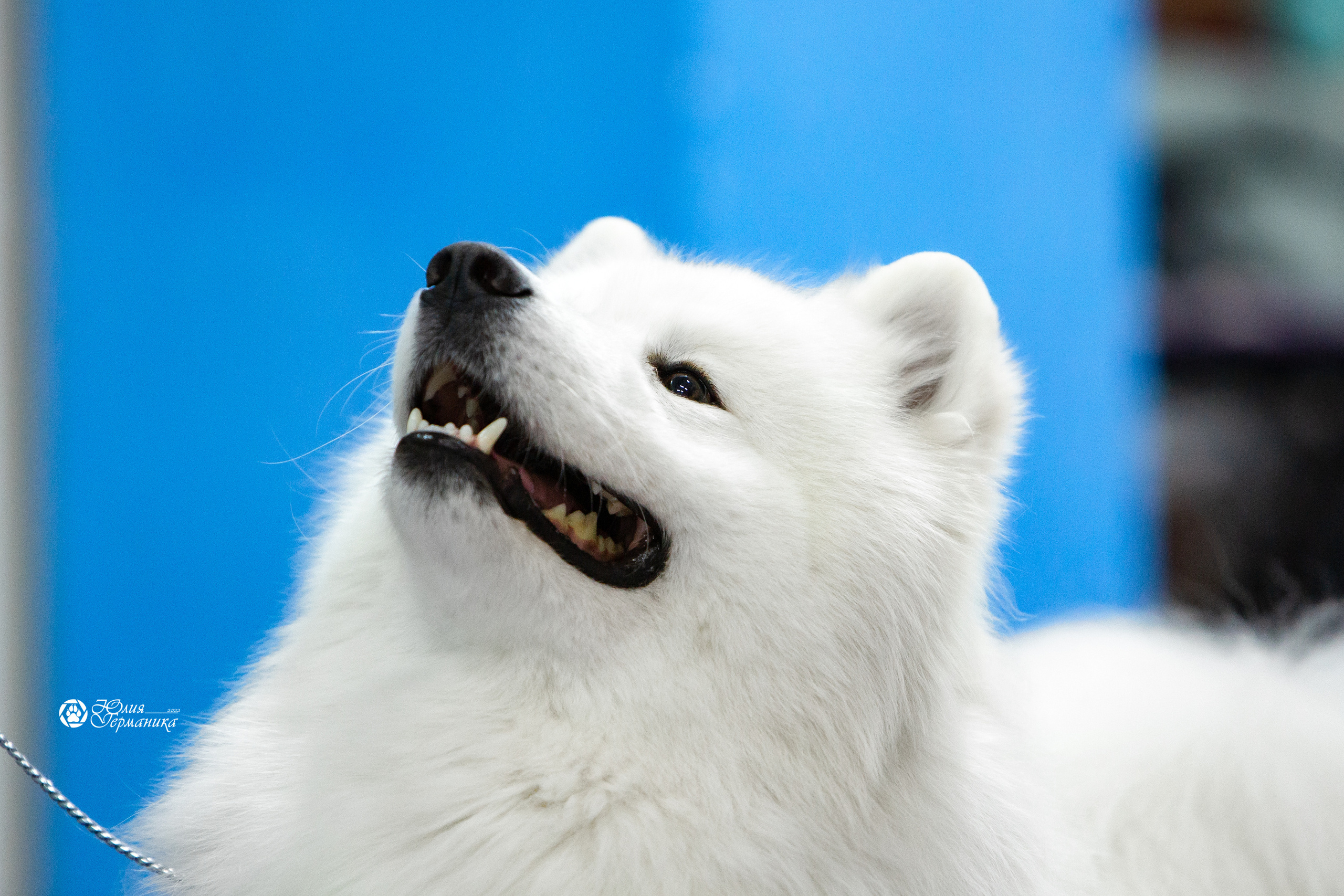 Чайна-Таун 18,26 и 29 декабря 2021. Фотограф-анималист Юлия Германика