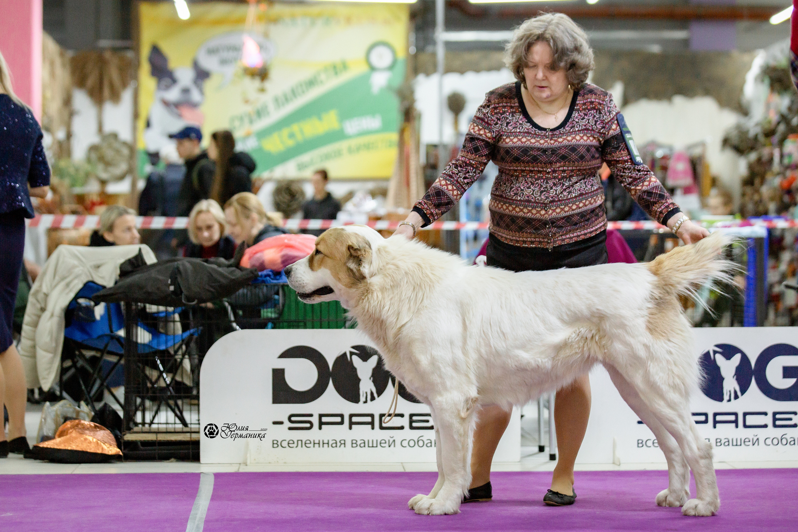 Чайна-Таун 13 и 20 марта 2022. Фотограф-анималист Юлия Германика