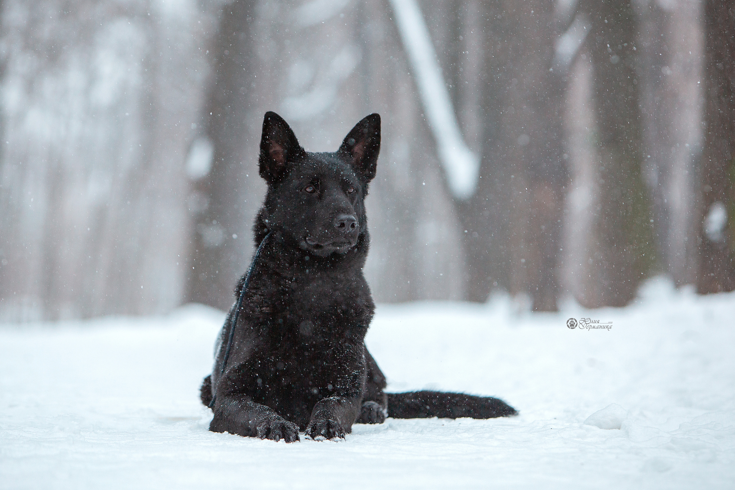 Свободная съемка. Фотограф-анималист Юлия Германика