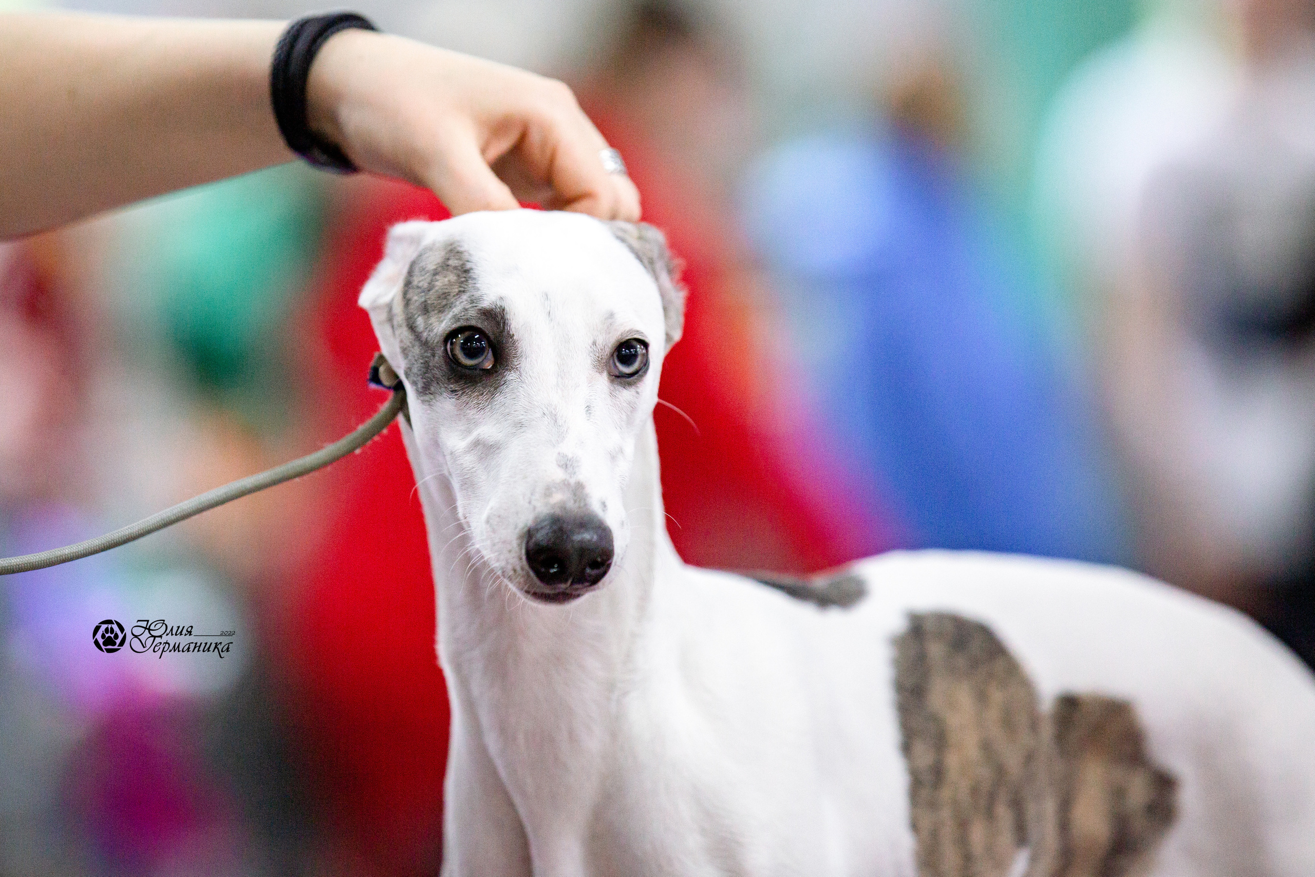 Чайна-Таун 13 и 20 марта 2022. Фотограф-анималист Юлия Германика