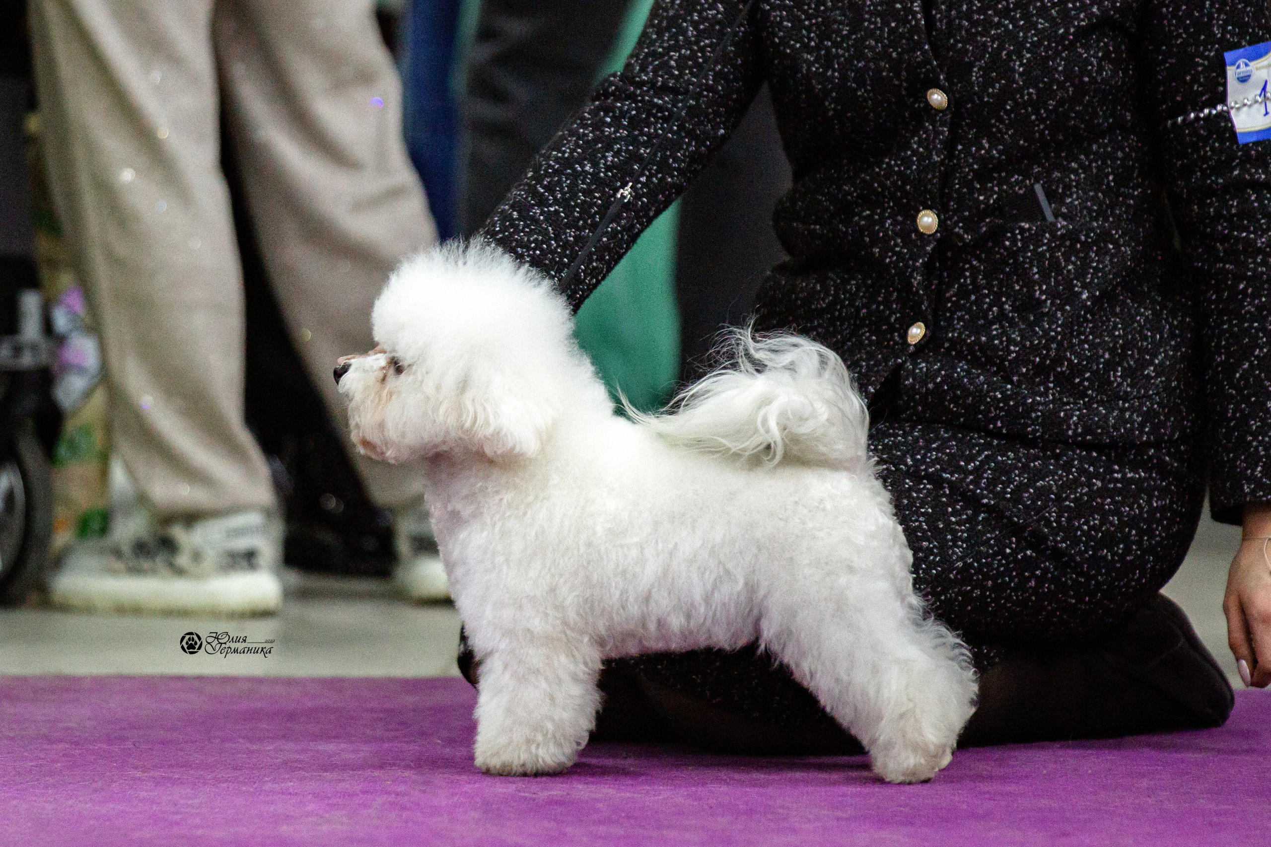 Чайна-Таун 12-13 февраля 2022. Фотограф-анималист Юлия Германика