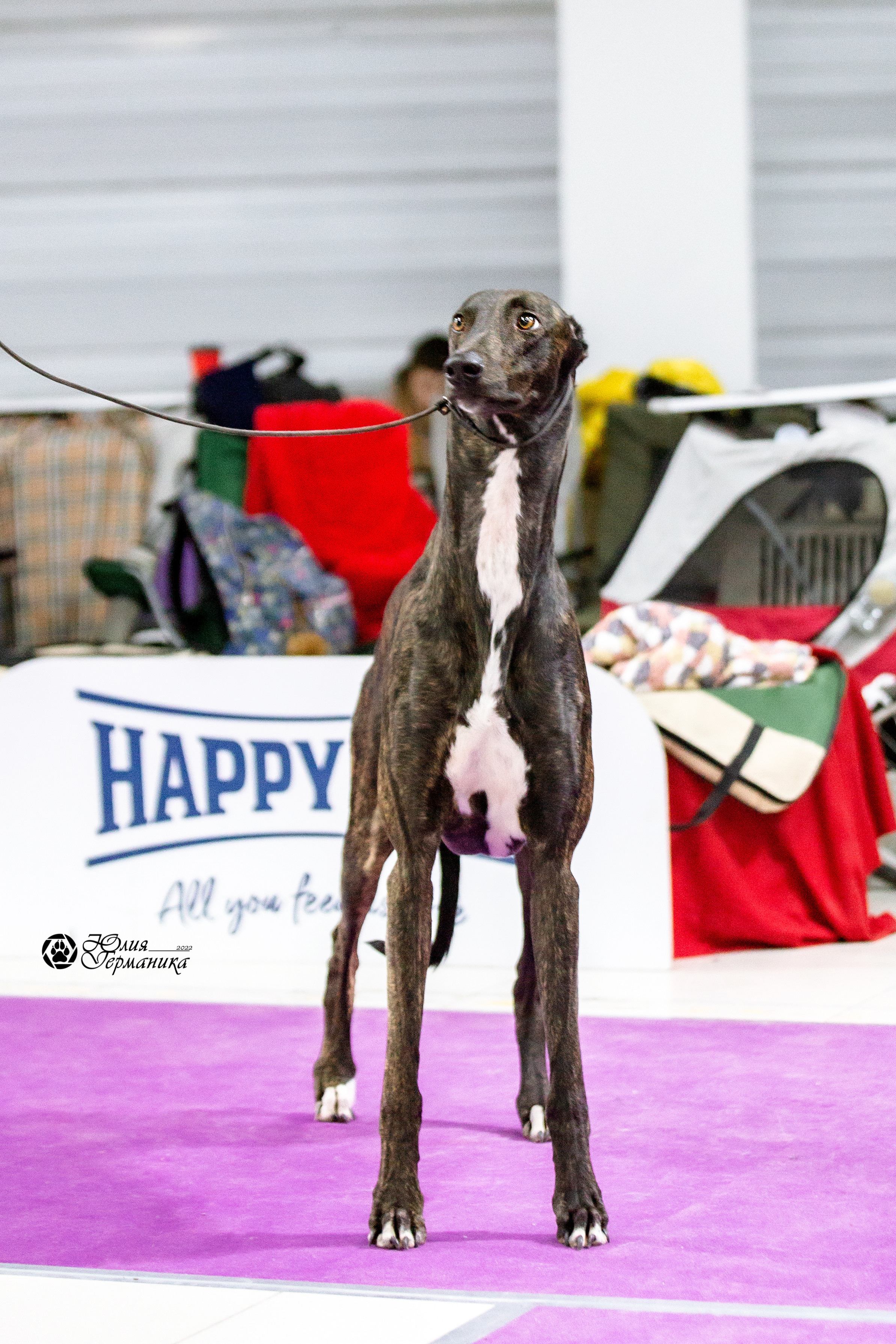 Чайна-Таун 27 февраля 2022. Фотограф-анималист Юлия Германика