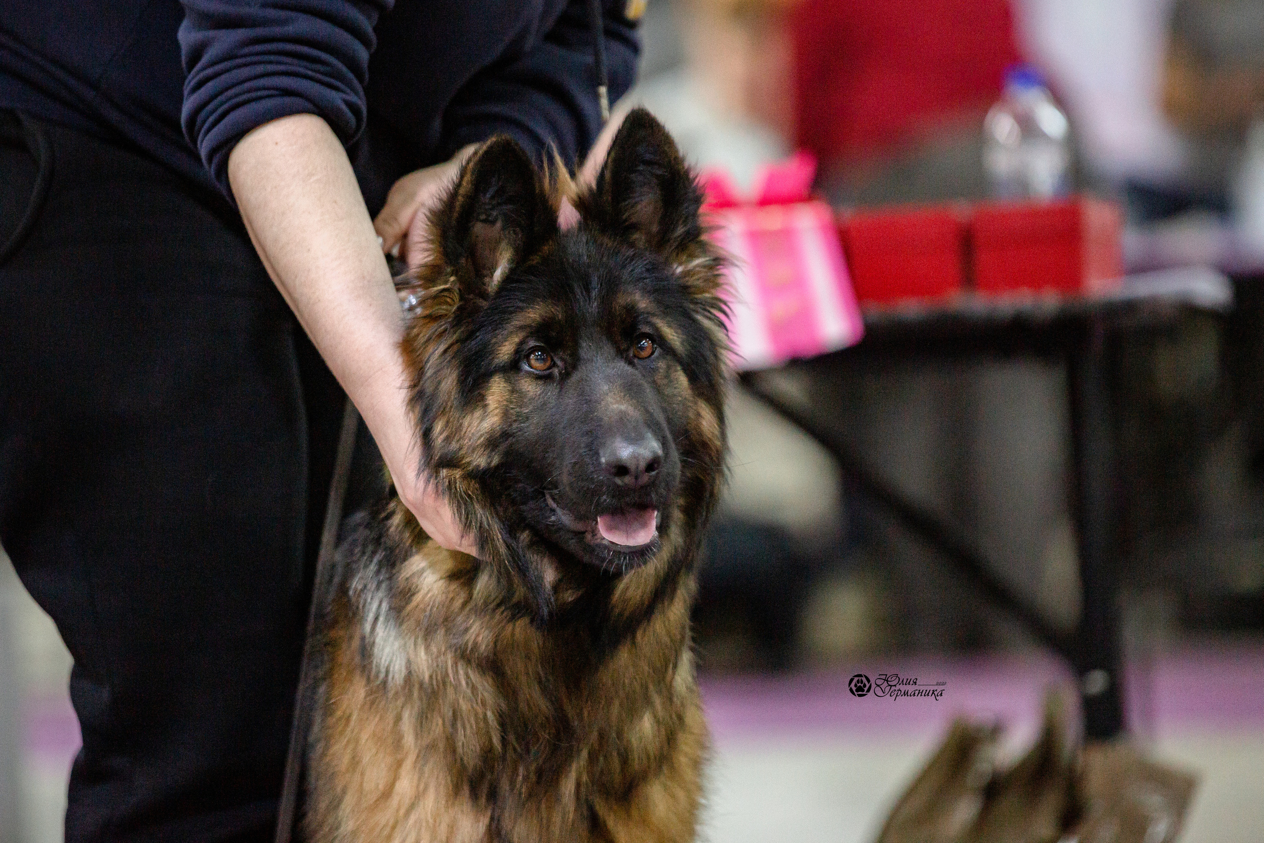Чайна-Таун 12-13 февраля 2022. Фотограф-анималист Юлия Германика
