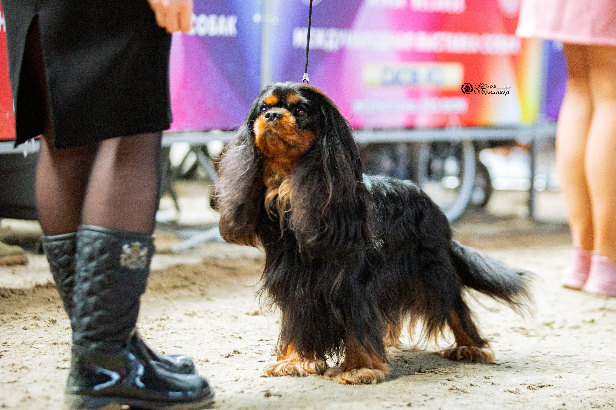 Минск 2хCACIB 5-6 марта 2022. Фотограф-анималист Юлия Германика