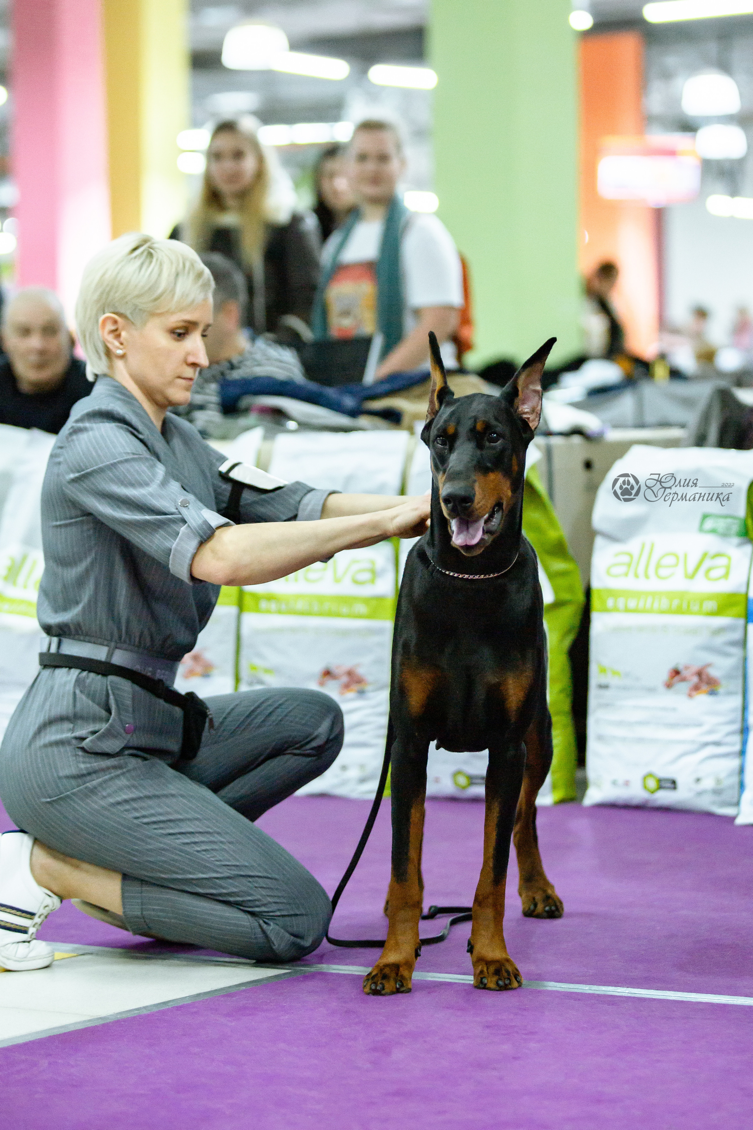 Чайна-Таун ПК Доберманов  3 апреля 2022. Фотограф-анималист Юлия Германика