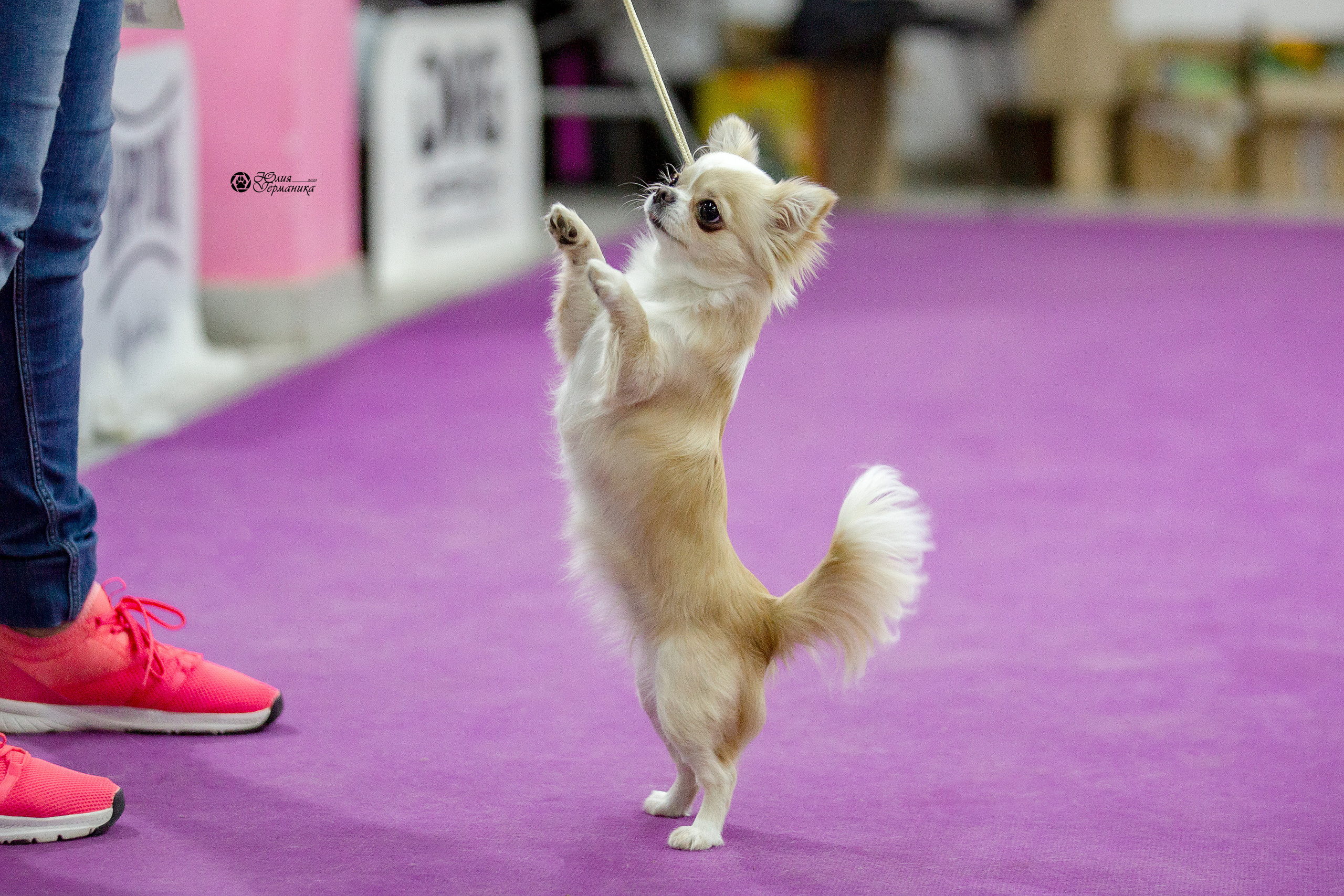 Чайна-Таун 29-30 января 2022. Фотограф-анималист Юлия Германика