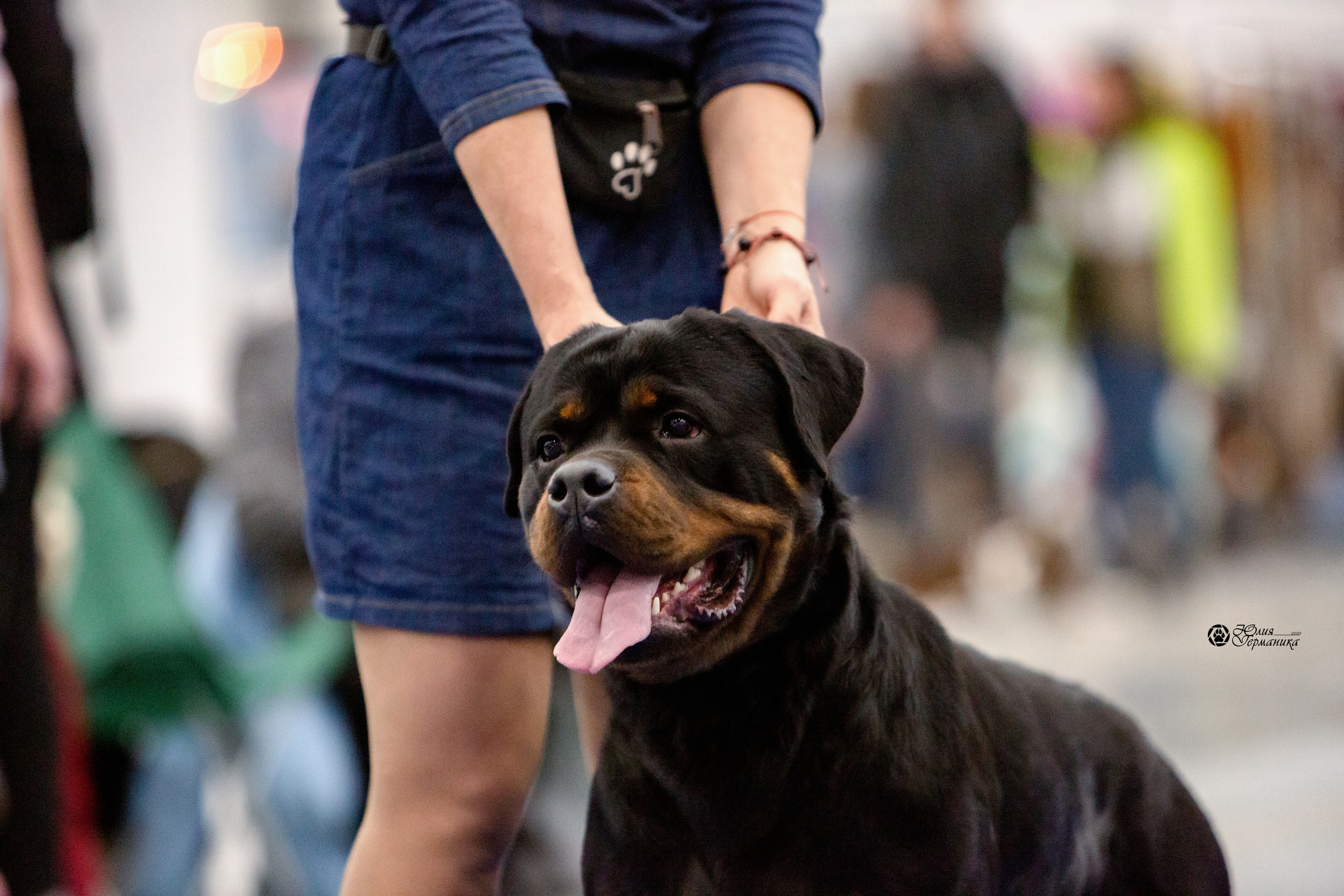 Санкт-Петербург 3хCACIB 10-12 декабря 2021. Фотограф-анималист Юлия Германика
