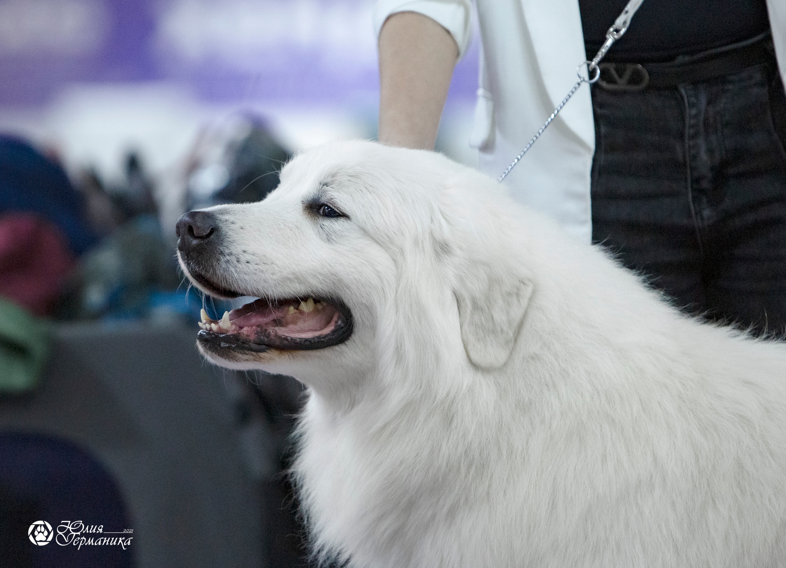 Чайна-Таун 18,26 и 29 декабря 2021. Фотограф-анималист Юлия Германика